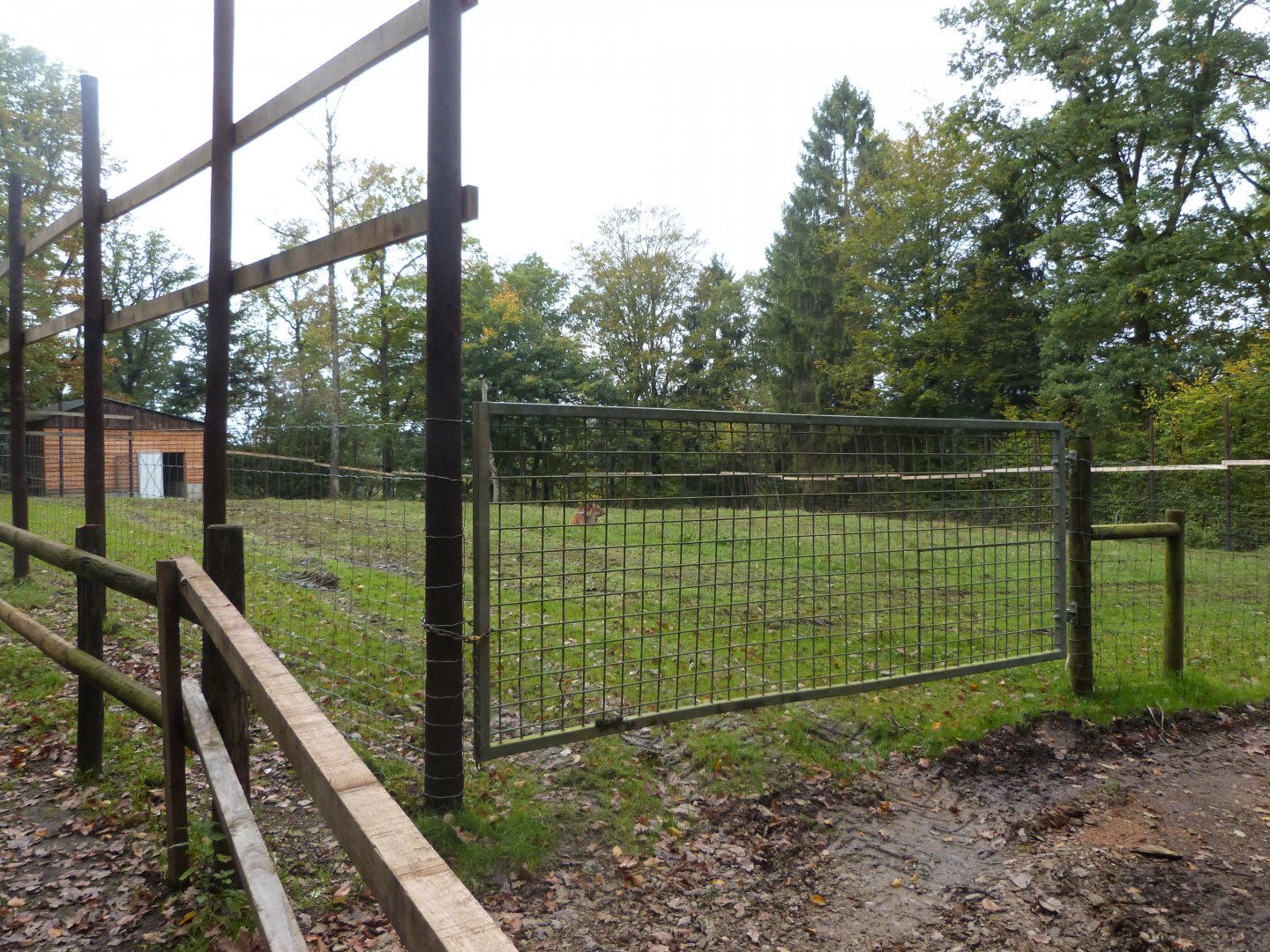Giraffe and Nyala plain - Parc animalier de Bouillon