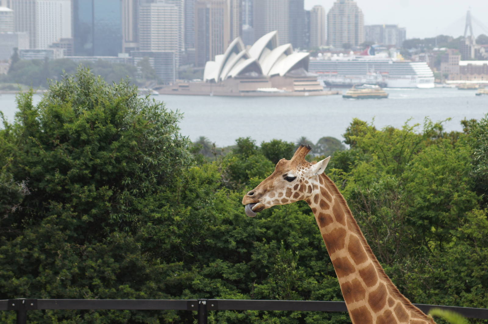 Giraffe and Opera House