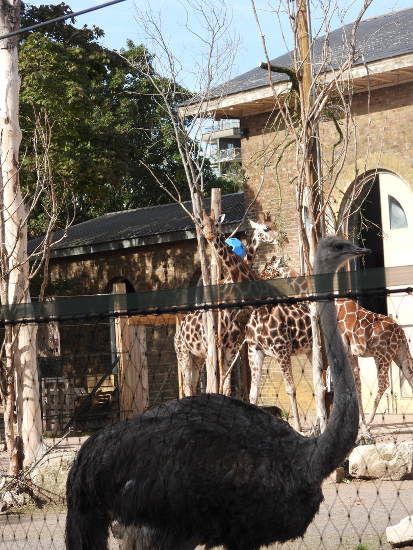 Giraffe and Ostrich- 6th October 2023