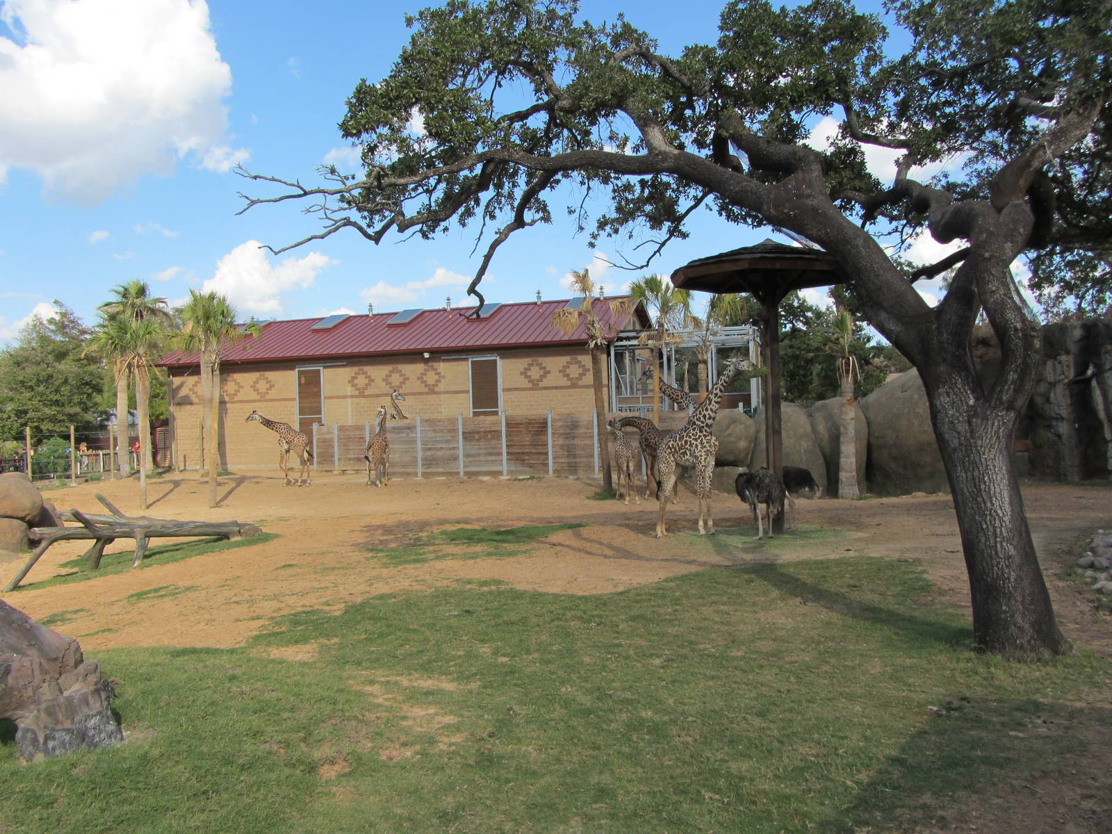 Giraffe and Ostrich Exhibit