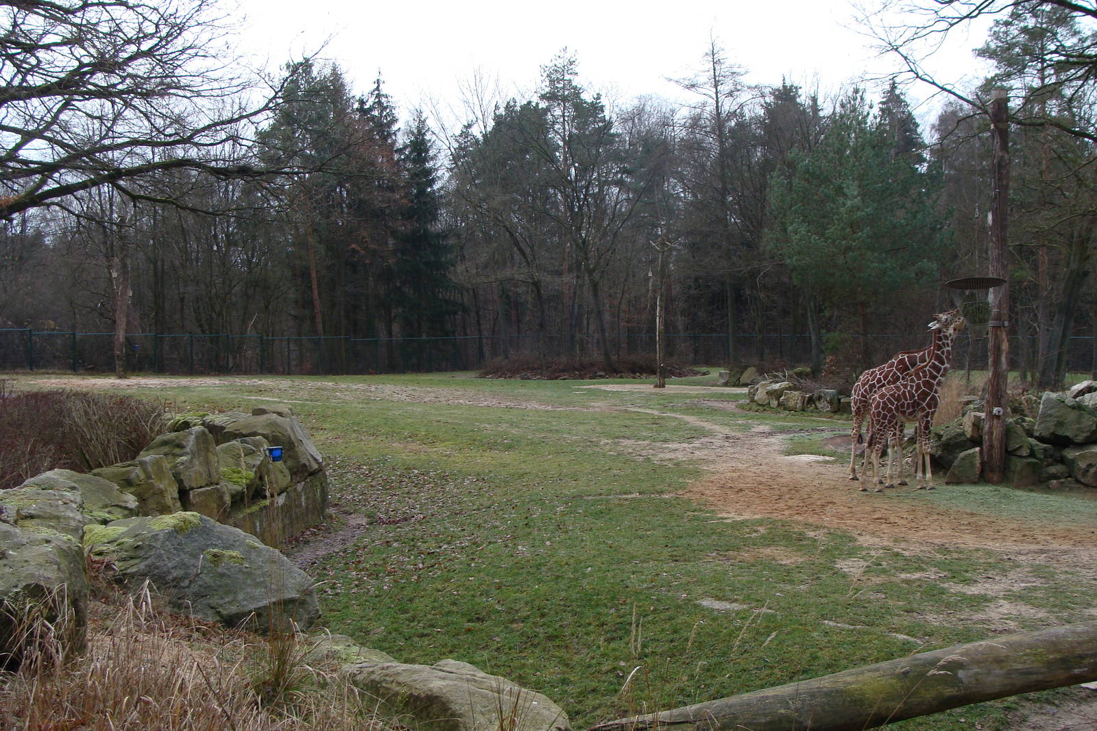 giraffe and ostrich exhibit