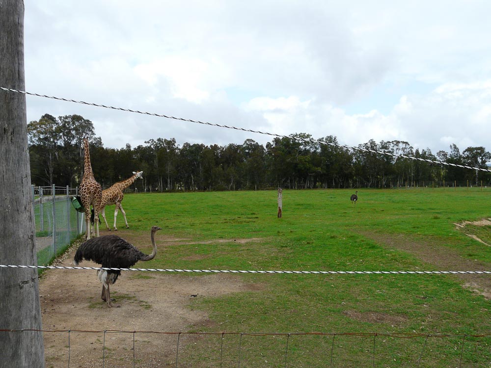 Giraffe and ostrich paddock