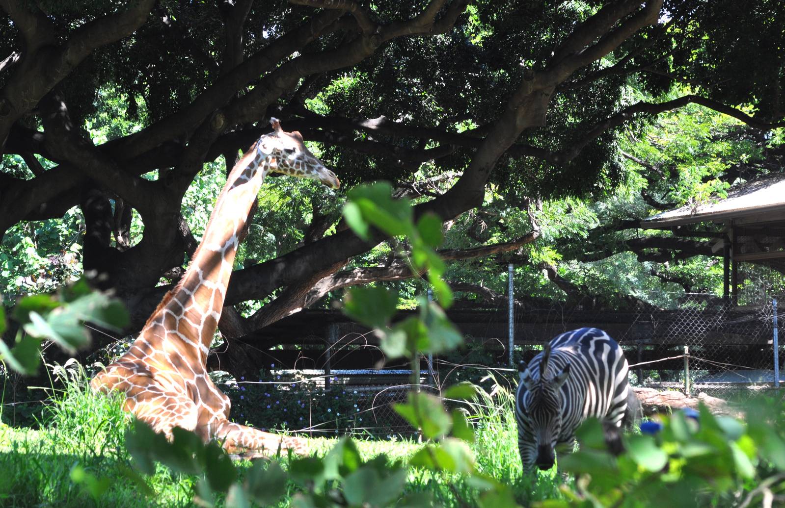 Giraffe and Plains Zebra