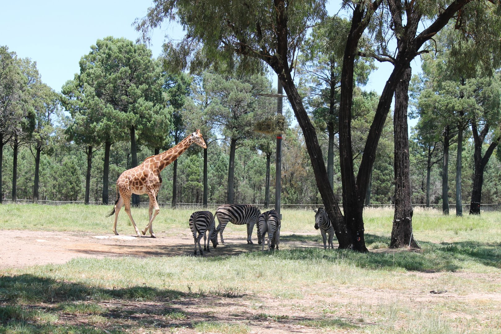 Giraffe and Plains Zebra