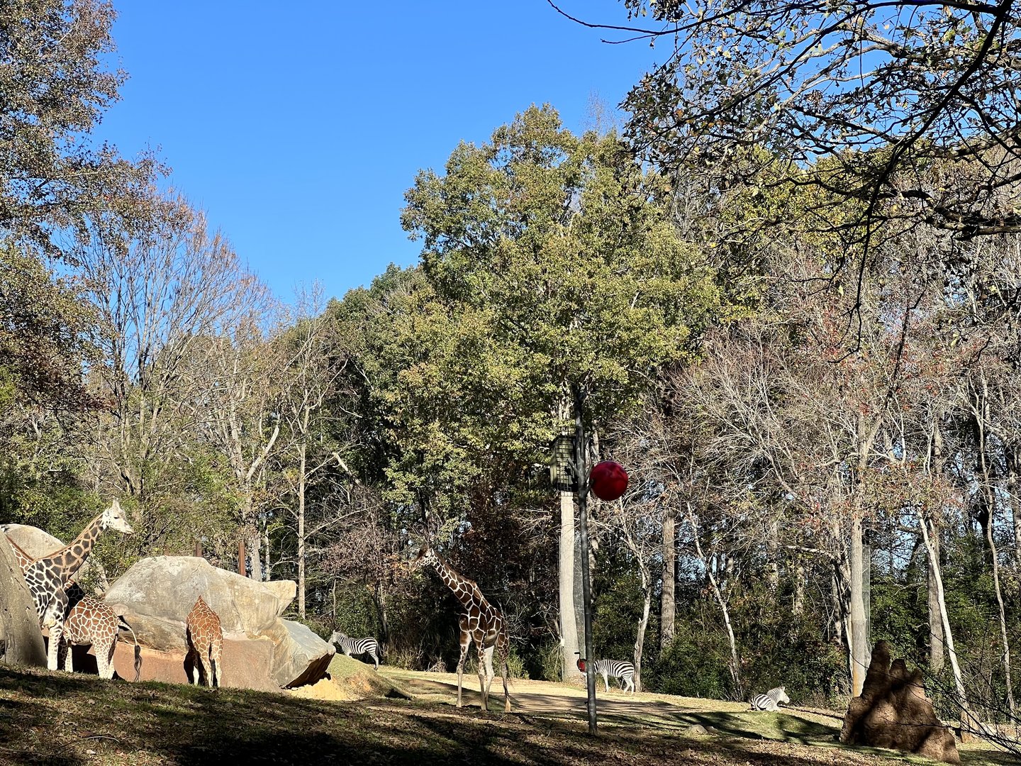 Giraffe and Plains Zebras