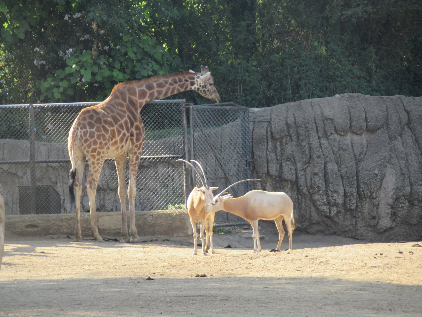 Giraffe and scimitar-horned oryx