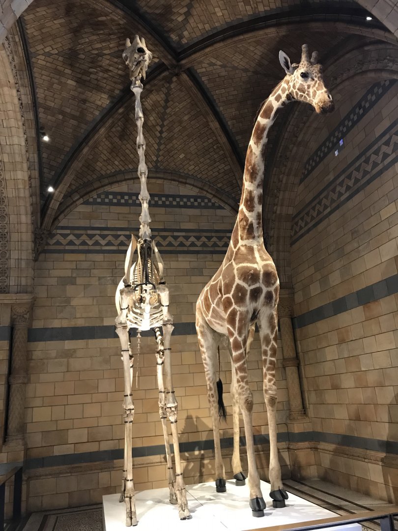 Giraffe and skeleton