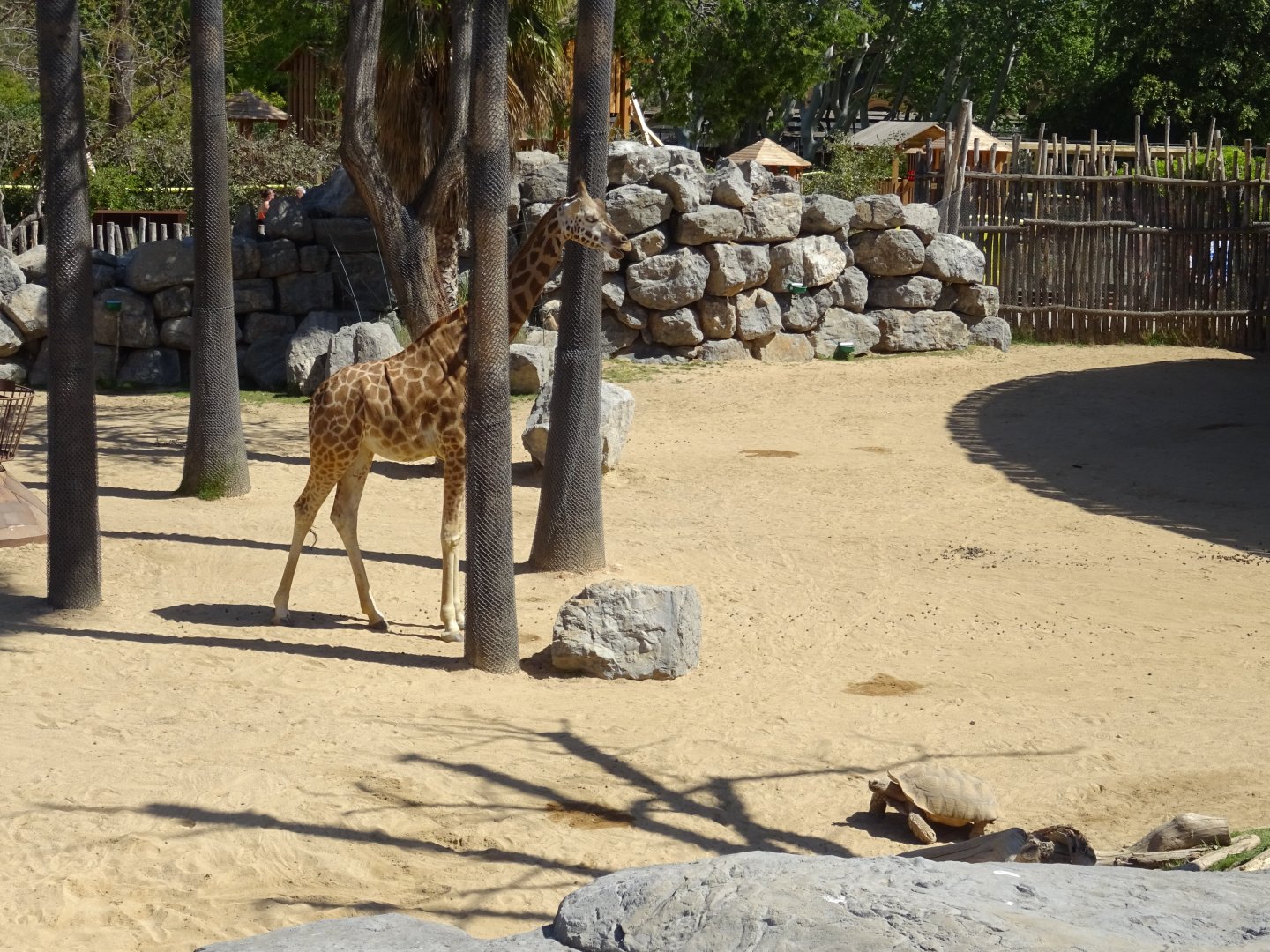 Giraffe and Spur-Thigh Tortoise