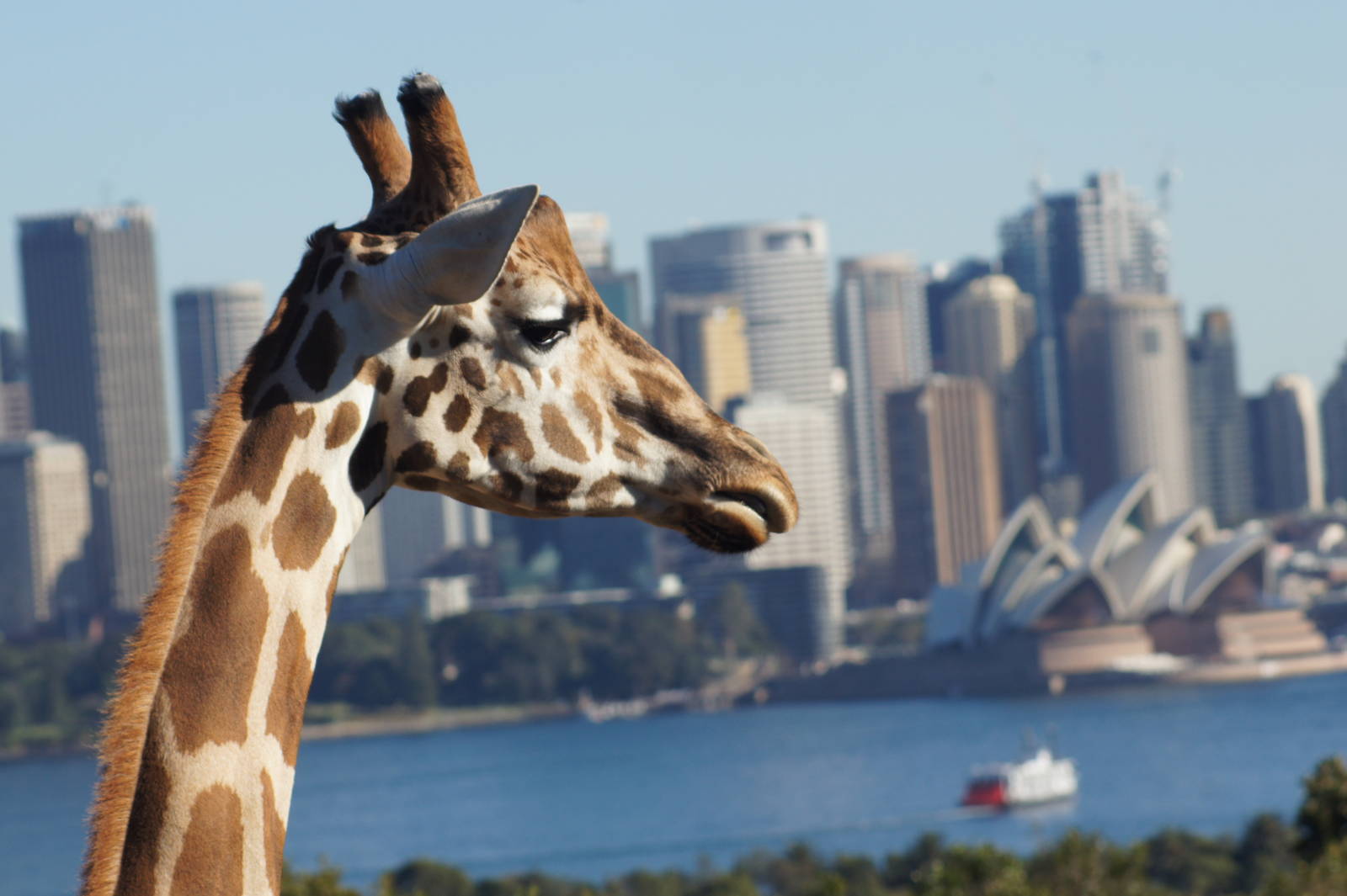 Giraffe and Sydney Opera House