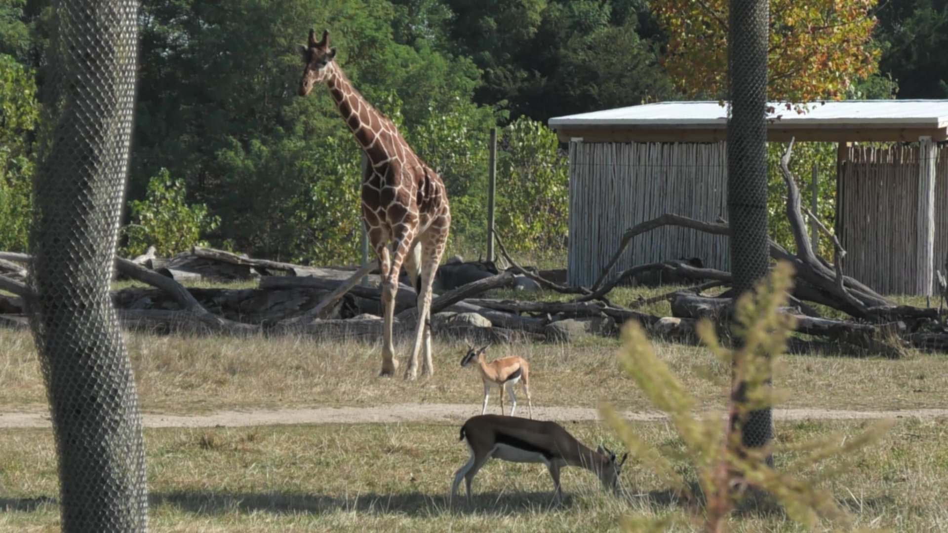 Giraffe and Thomson's gazelle walking together
