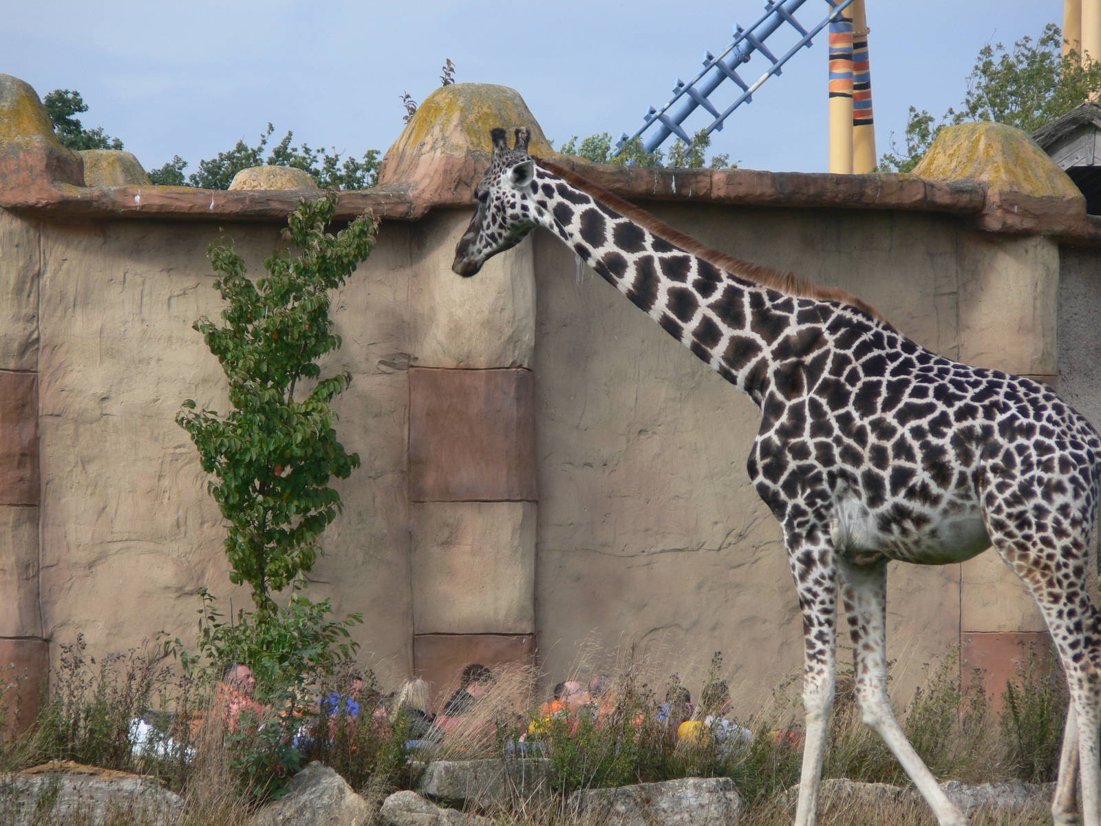 Giraffe and visitors at Flamingo Land, 21/09/13