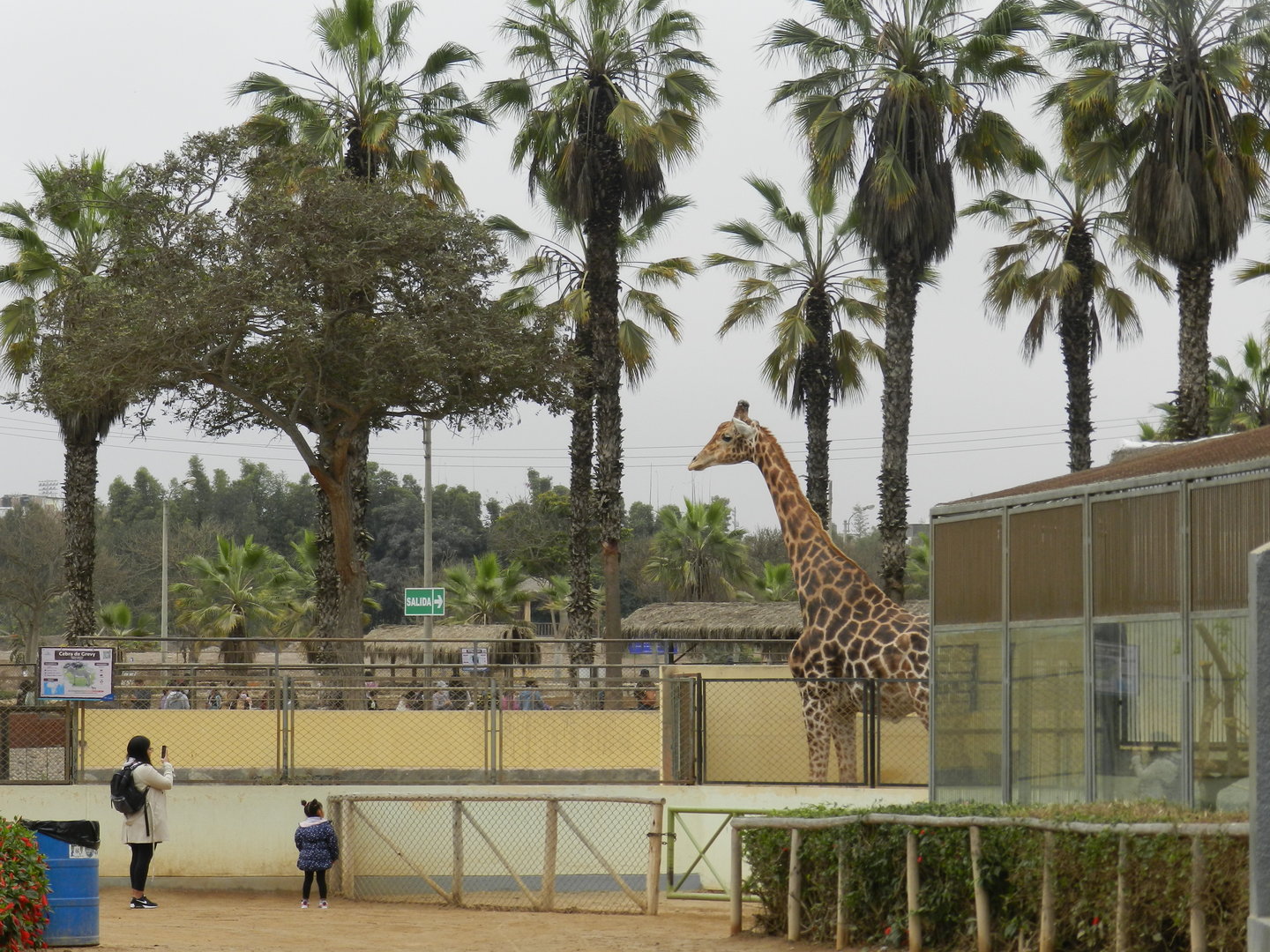 Giraffe and visitors - Parque de Las Leyendas