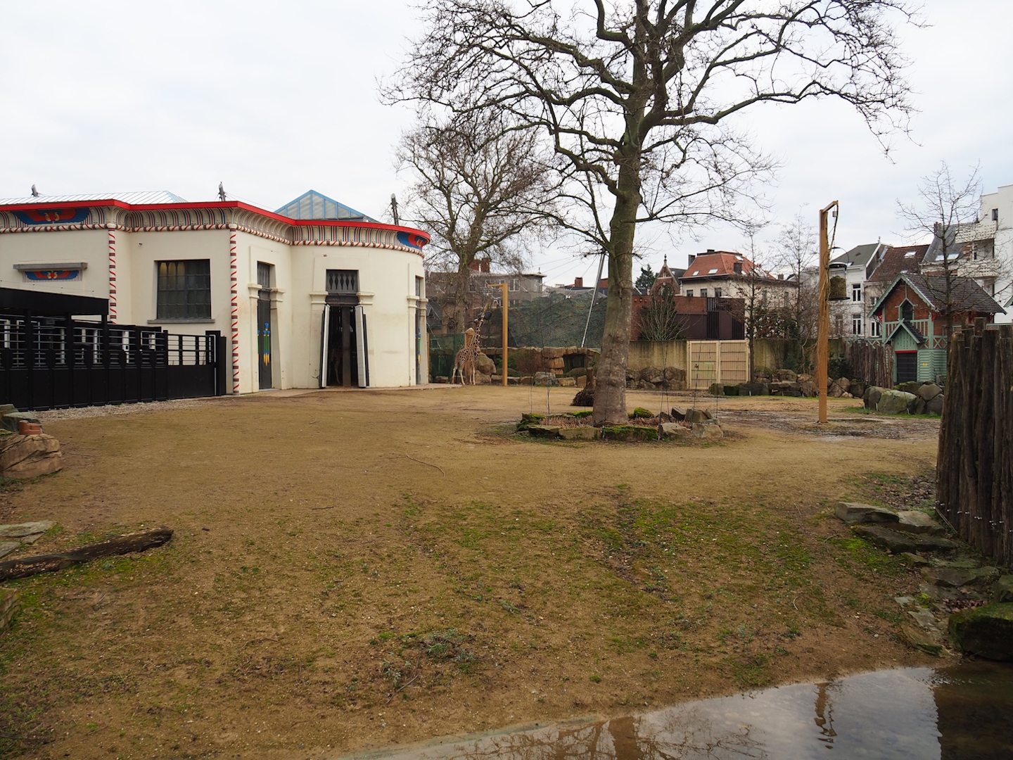 Giraffe and Warthog paddock, 2024-02-17