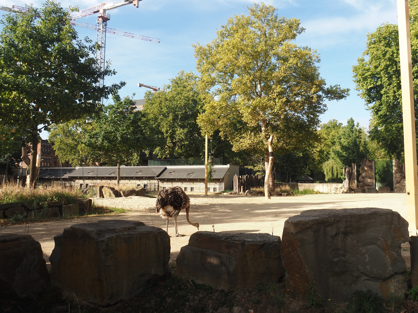 Giraffe and Warthog paddock, with young ostrich exploring, 2025-09-10