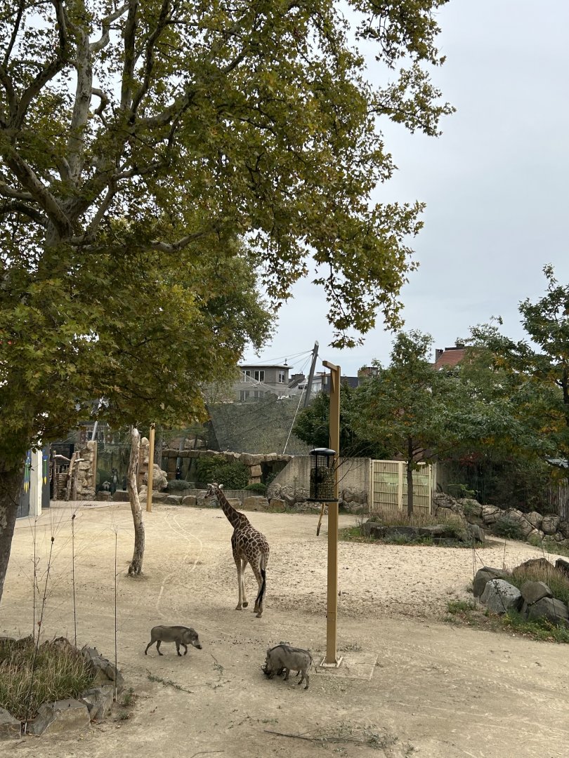 Giraffe and warthog view from skywalk