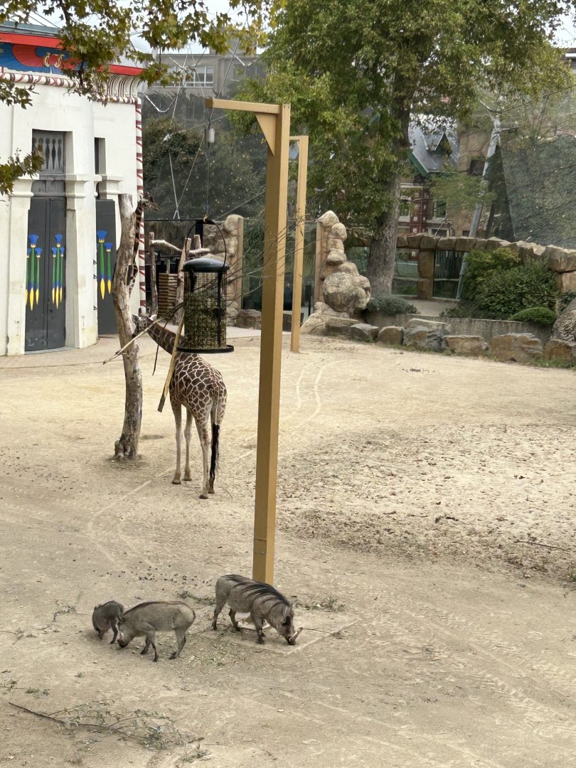 Giraffe and warthog view from skywalk