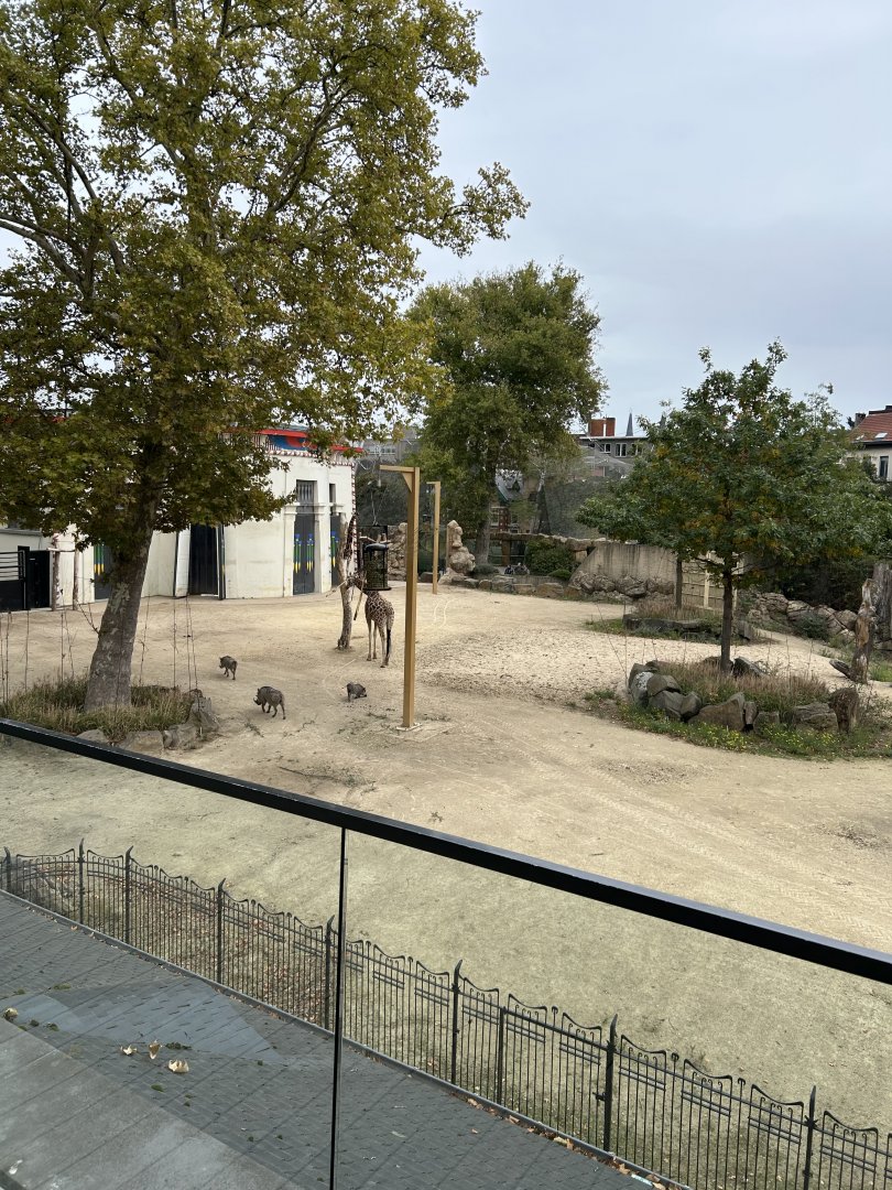 Giraffe and warthog view from skywalk