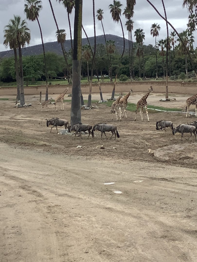 Giraffe and Wildebeest 10/9/21