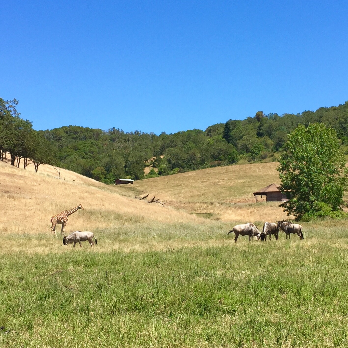 Giraffe and Wildebeest - Africa Section
