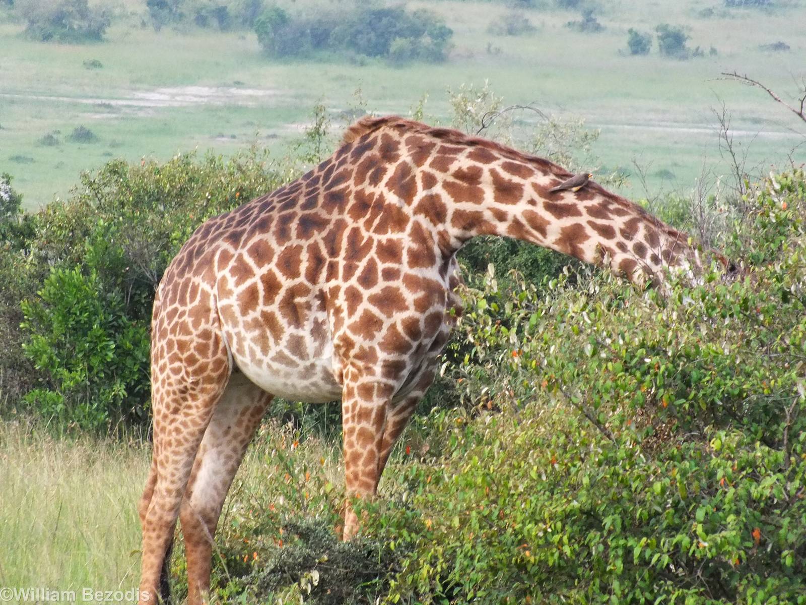 Giraffe and Yellow-billed Oxpecker - Maasai Mara