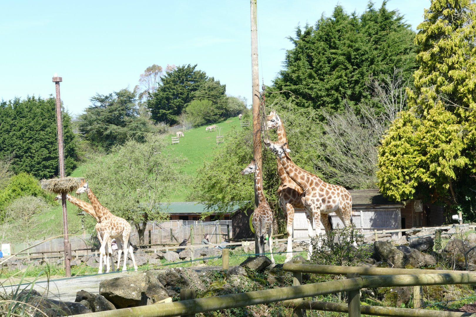 Giraffe and Zebra, April 2018