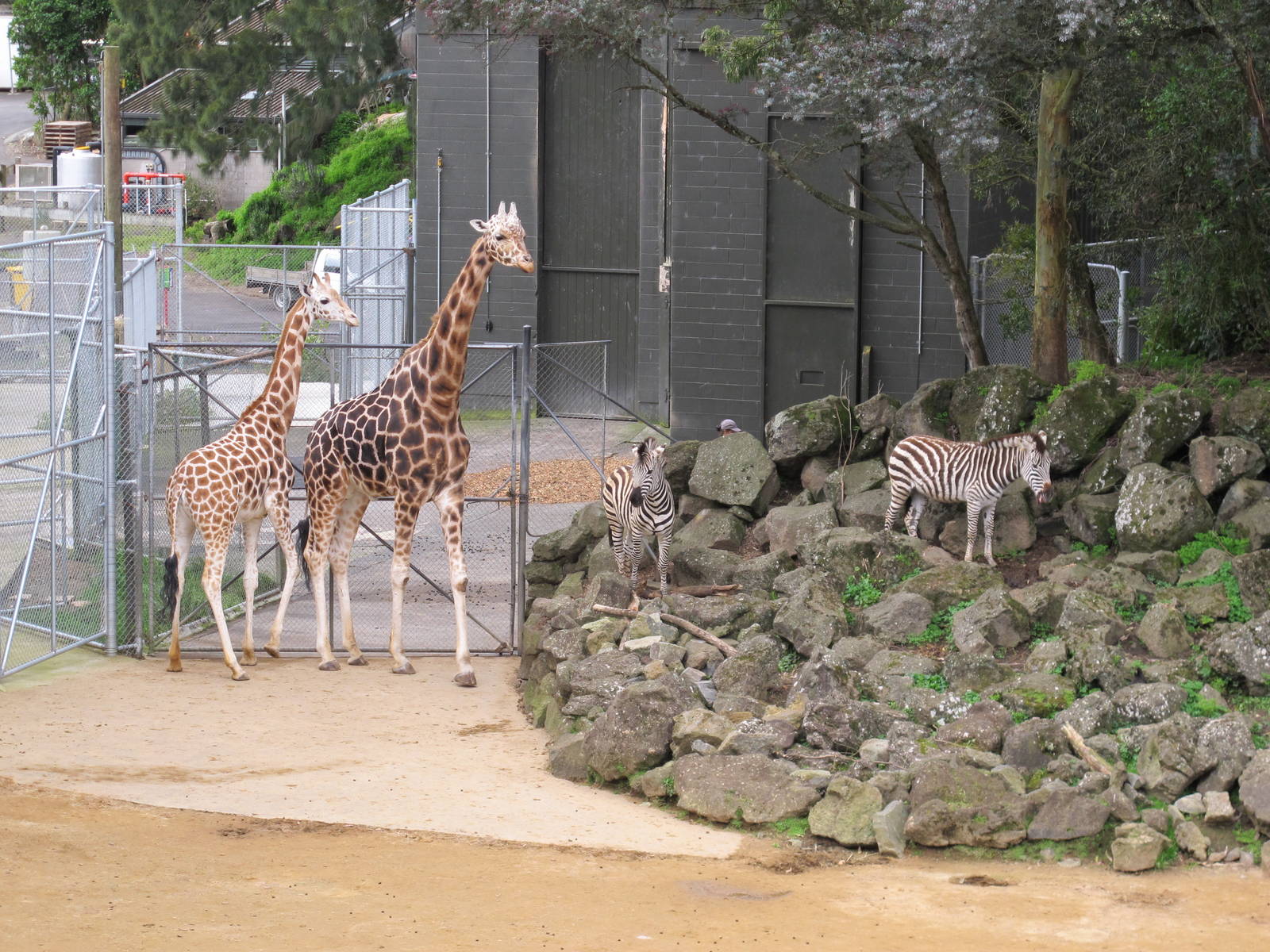 Giraffe and Zebra - Auckland Zoo 2013