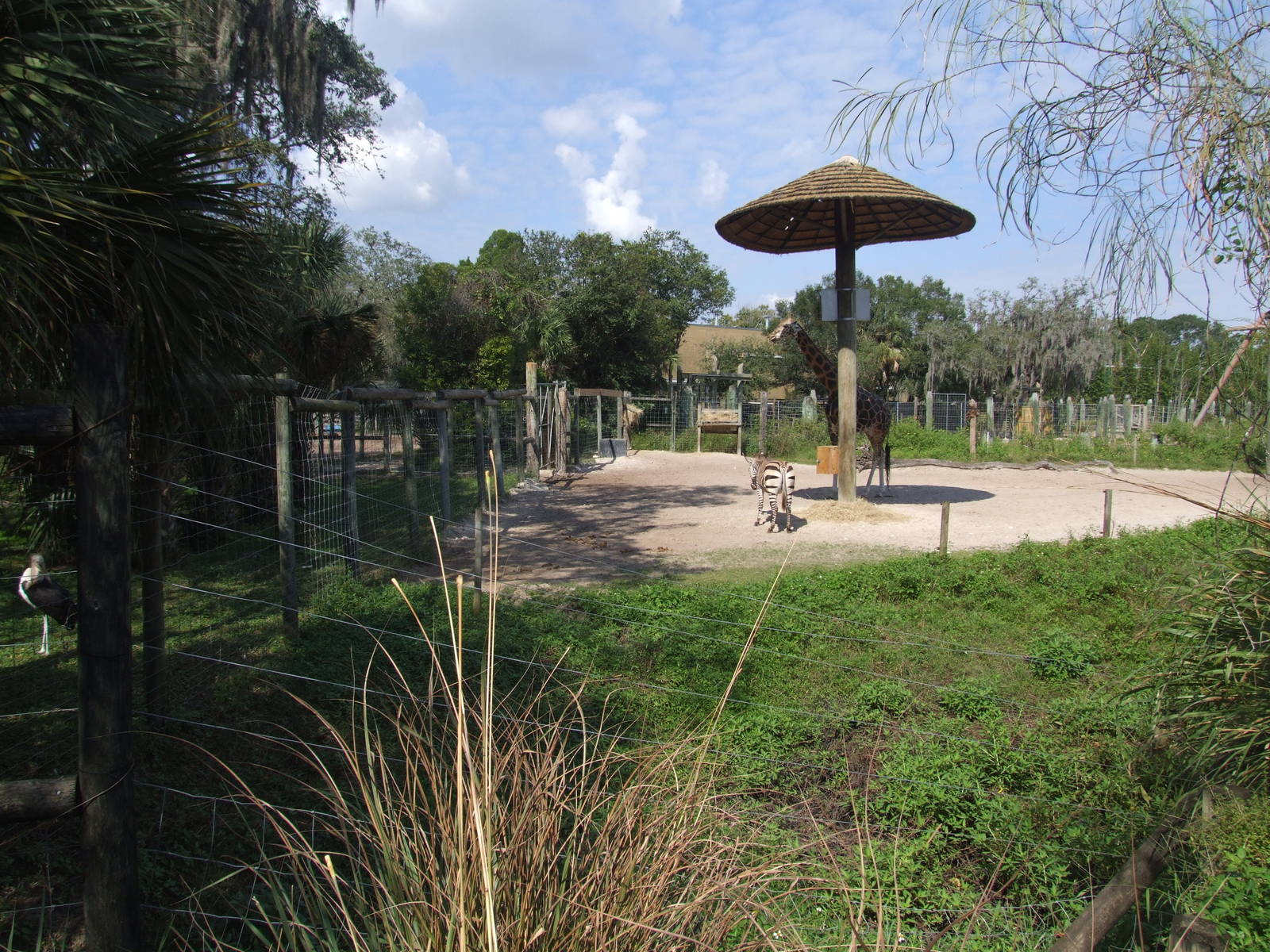Giraffe and Zebra Enclosure at Lowry Park, 13/10/13