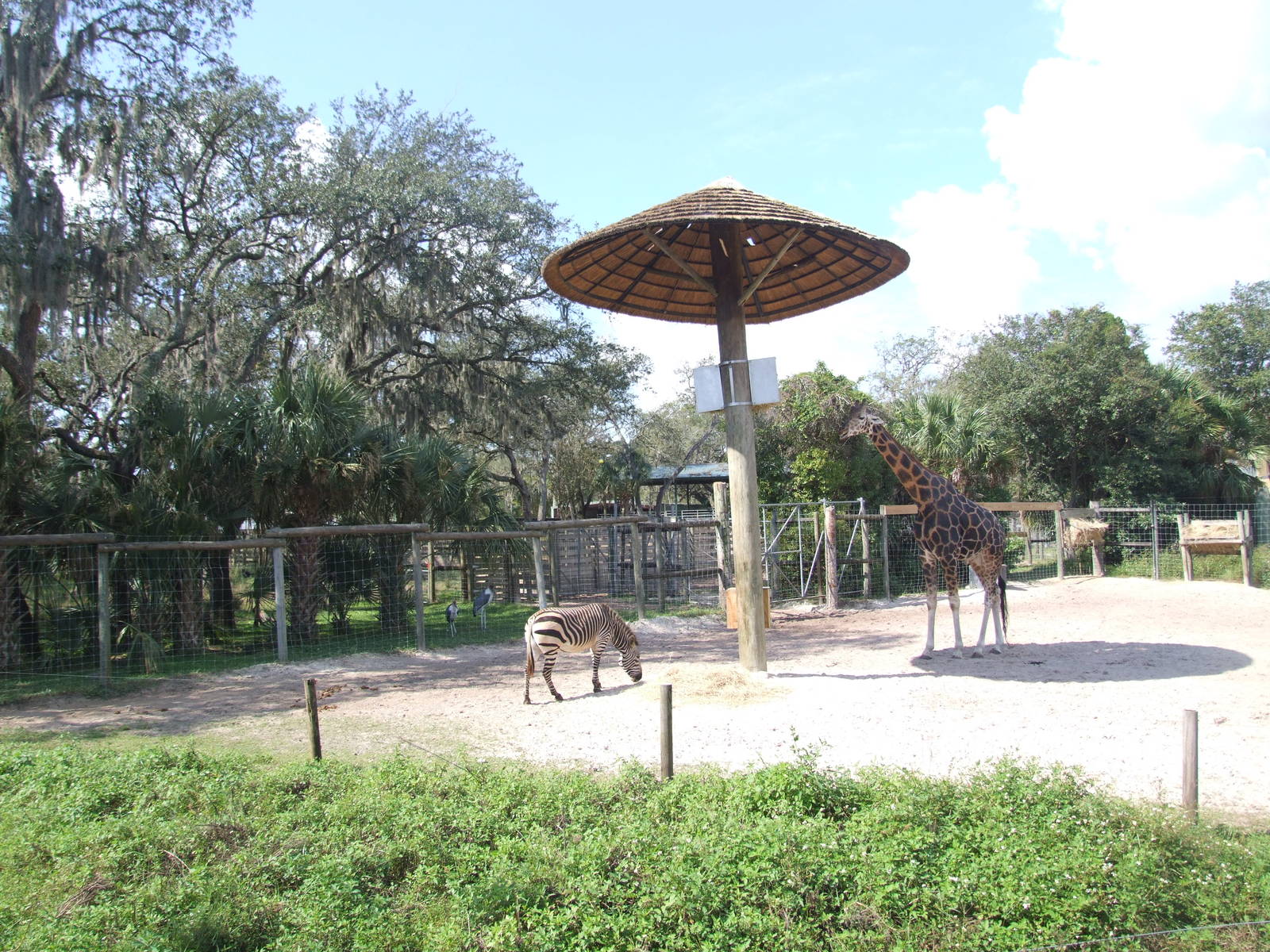 Giraffe and Zebra Enclosure at Lowry Park, 13/10/13