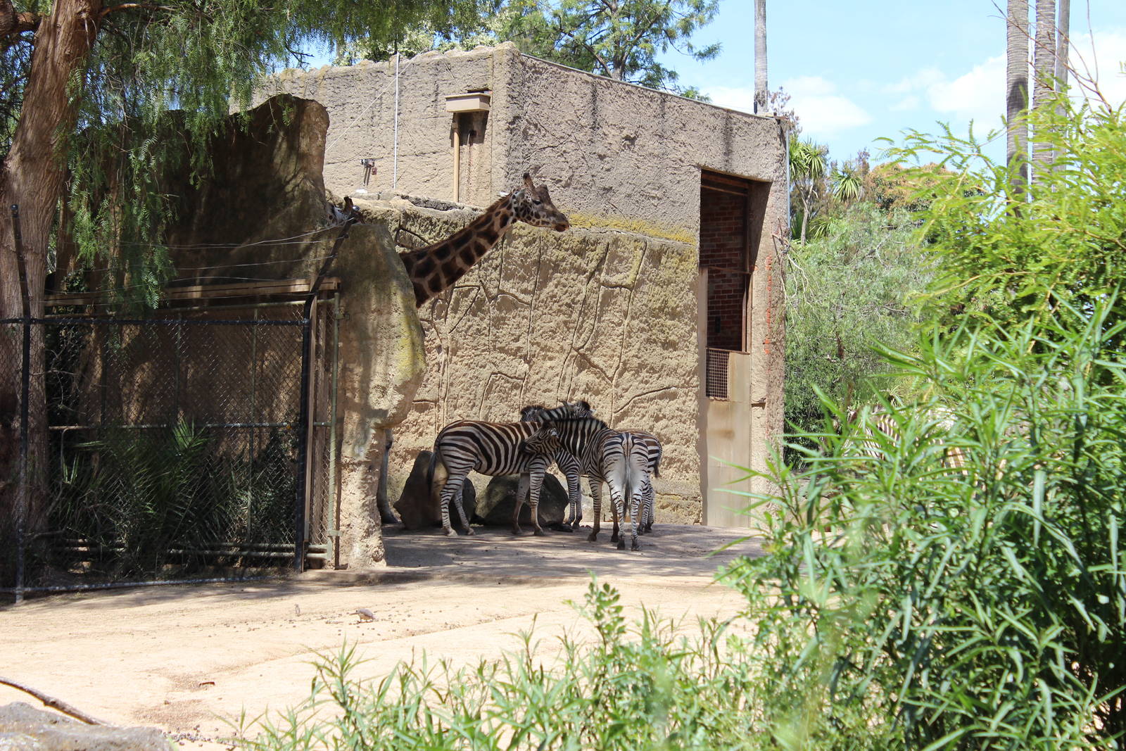 Giraffe and Zebra Enclosure