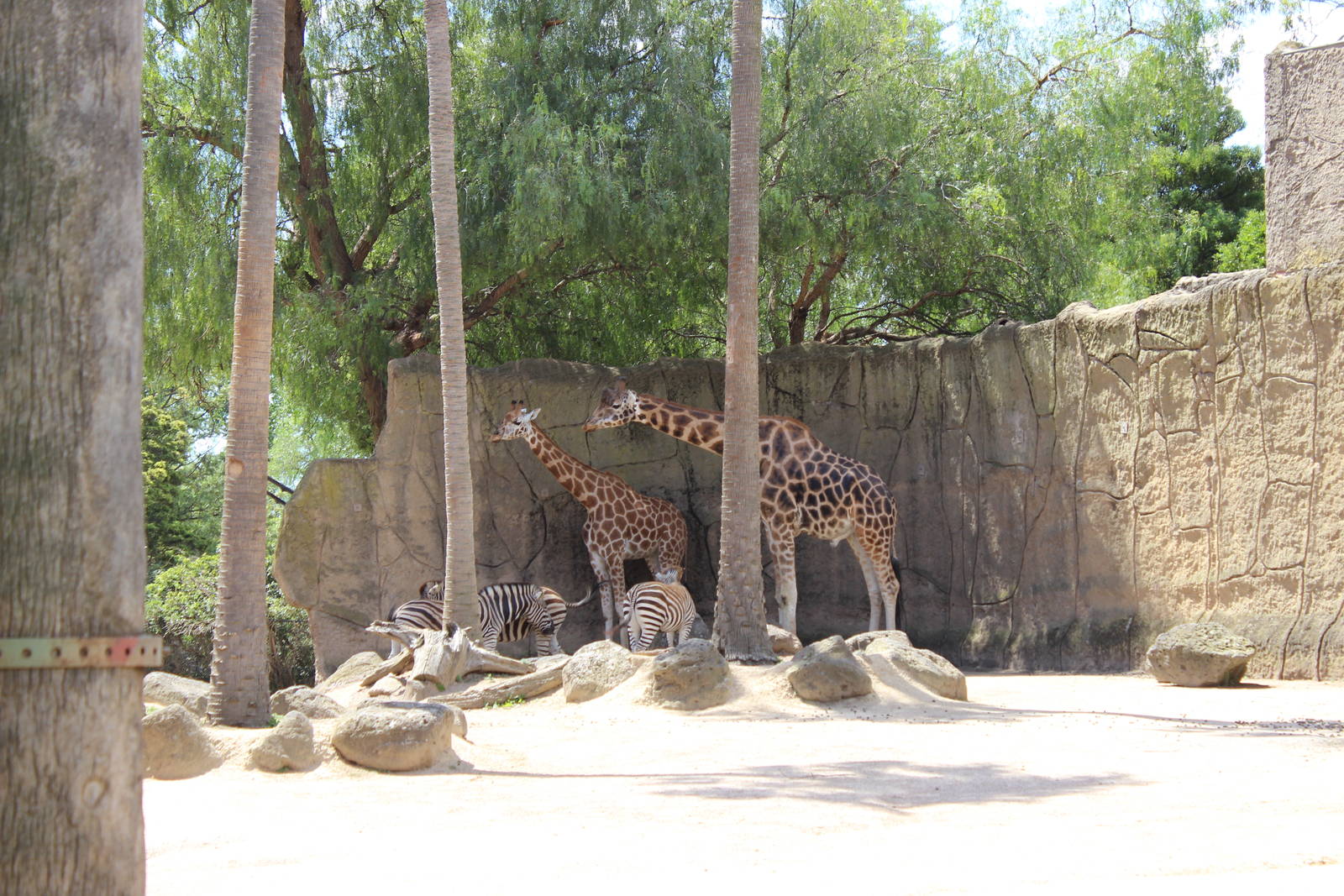 Giraffe and Zebra Enclosure