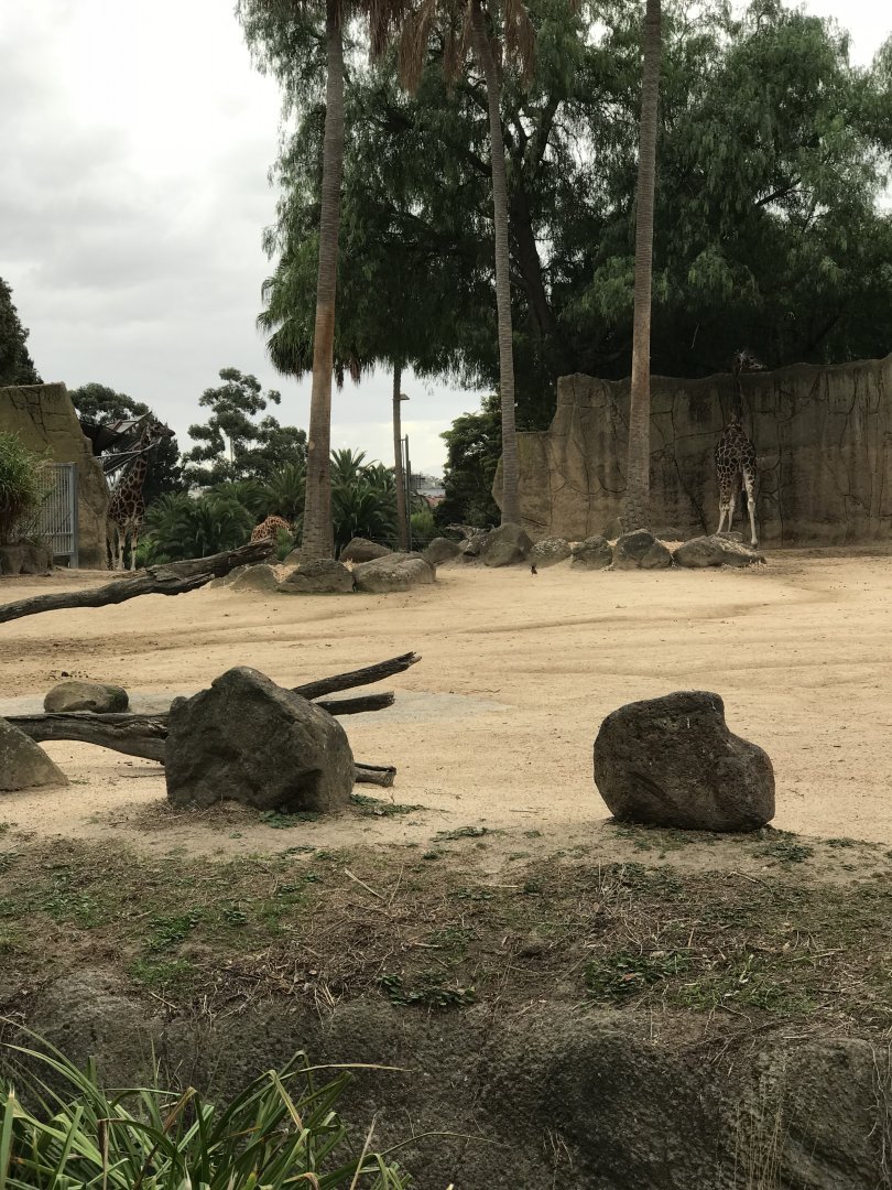 Giraffe and zebra enclosure