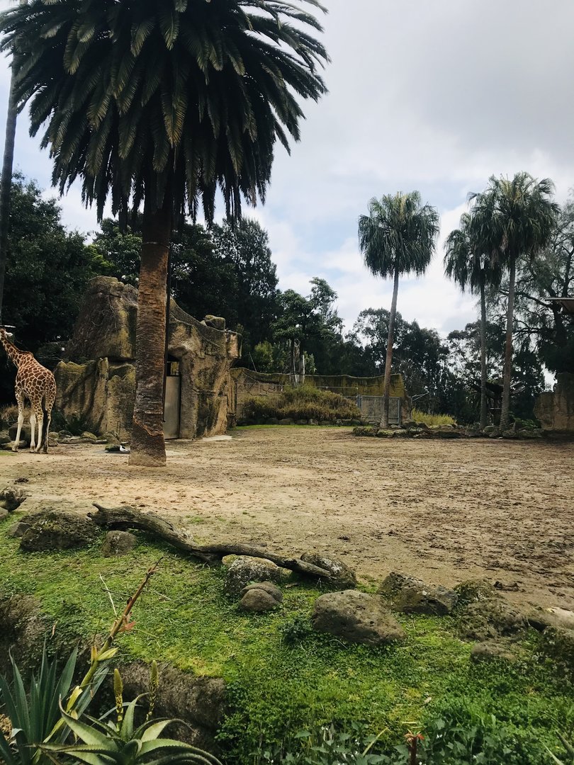 Giraffe and Zebra enclosure