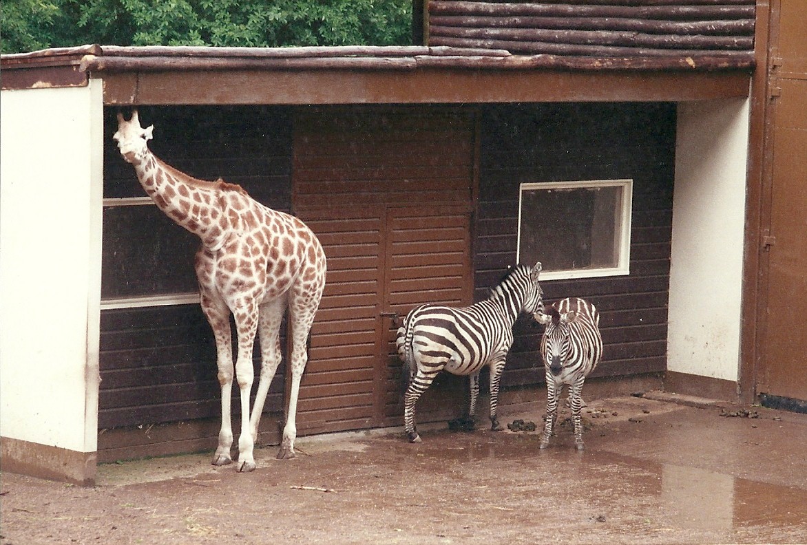 Giraffe and Zebra exhibit 4th June 1994