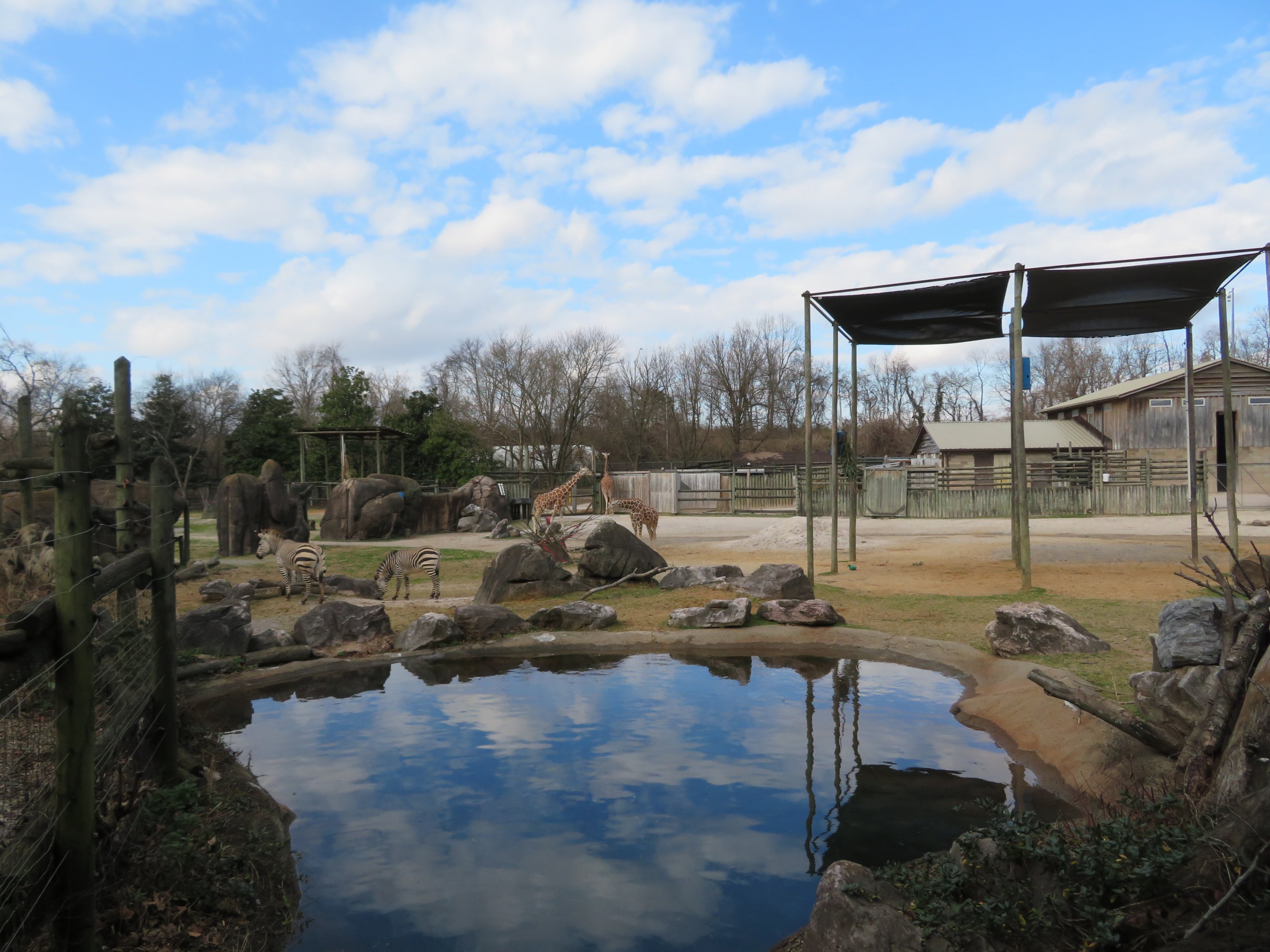 Giraffe and Zebra Exhibit (Part)