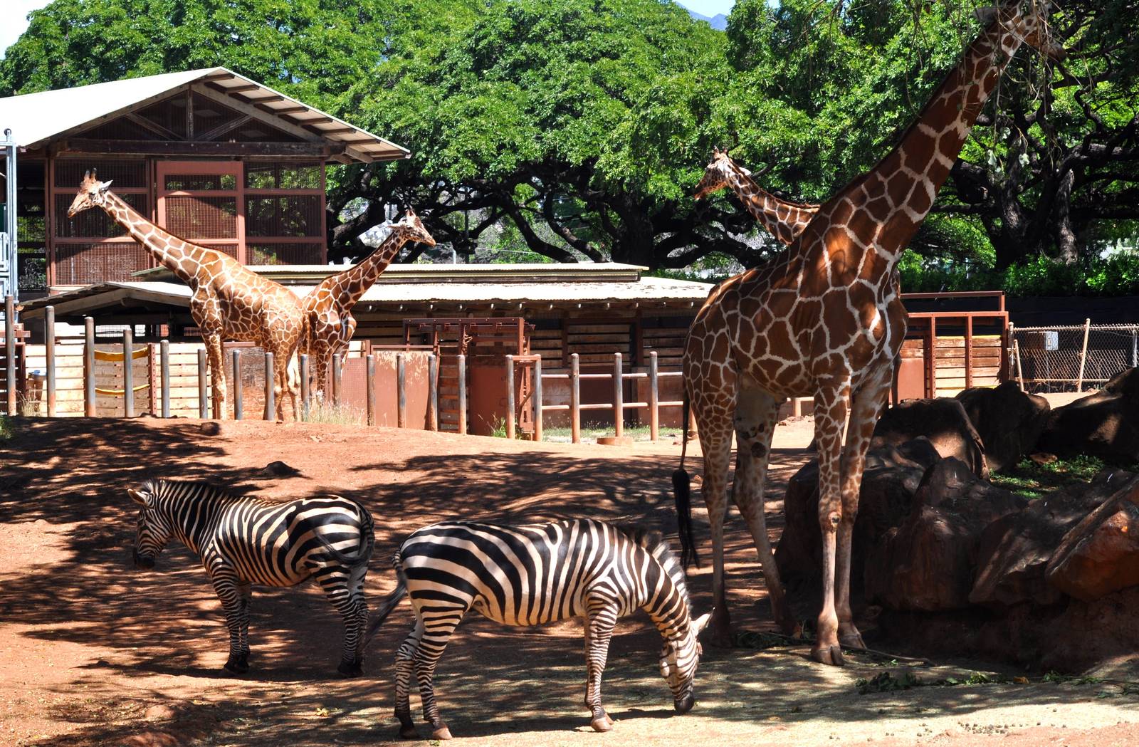 Giraffe and Zebra Exhibit