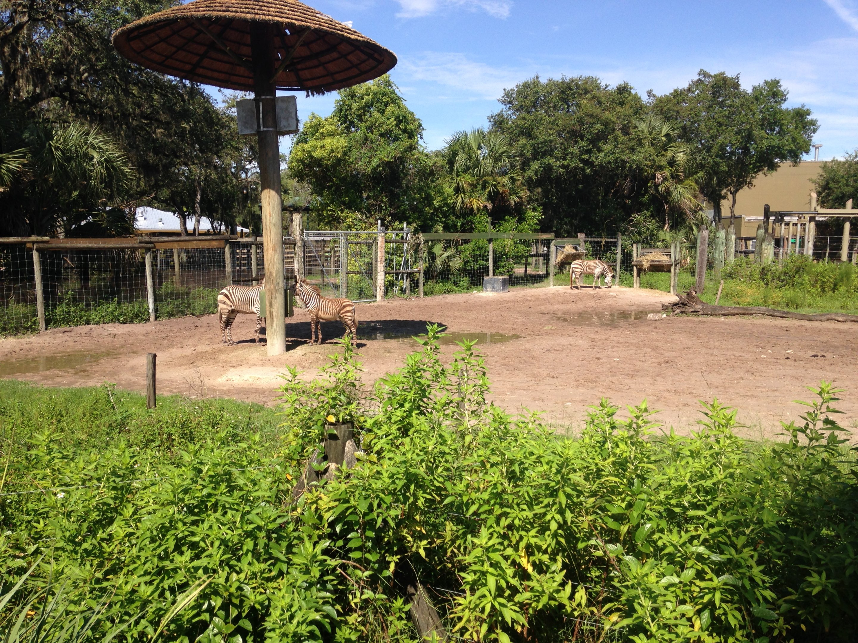 Giraffe and Zebra Exhibit