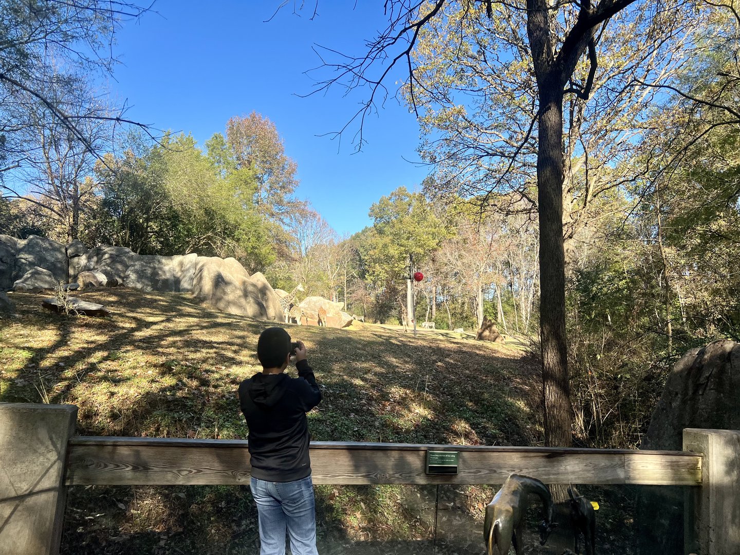 Giraffe and Zebra Exhibit