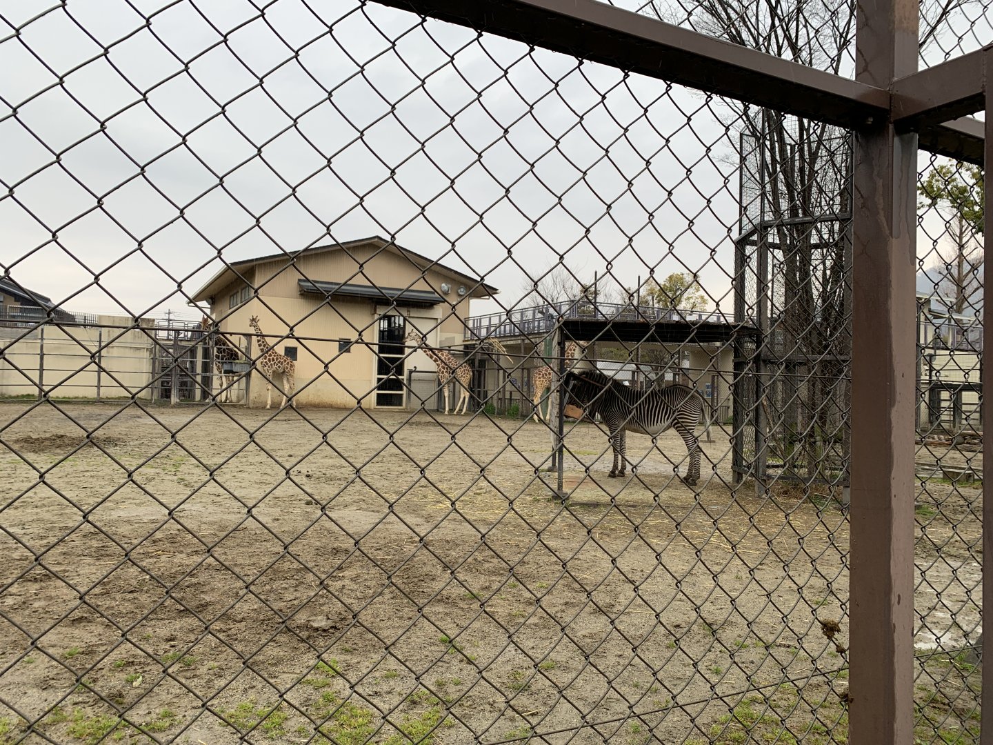 Giraffe and Zebra Exhibit