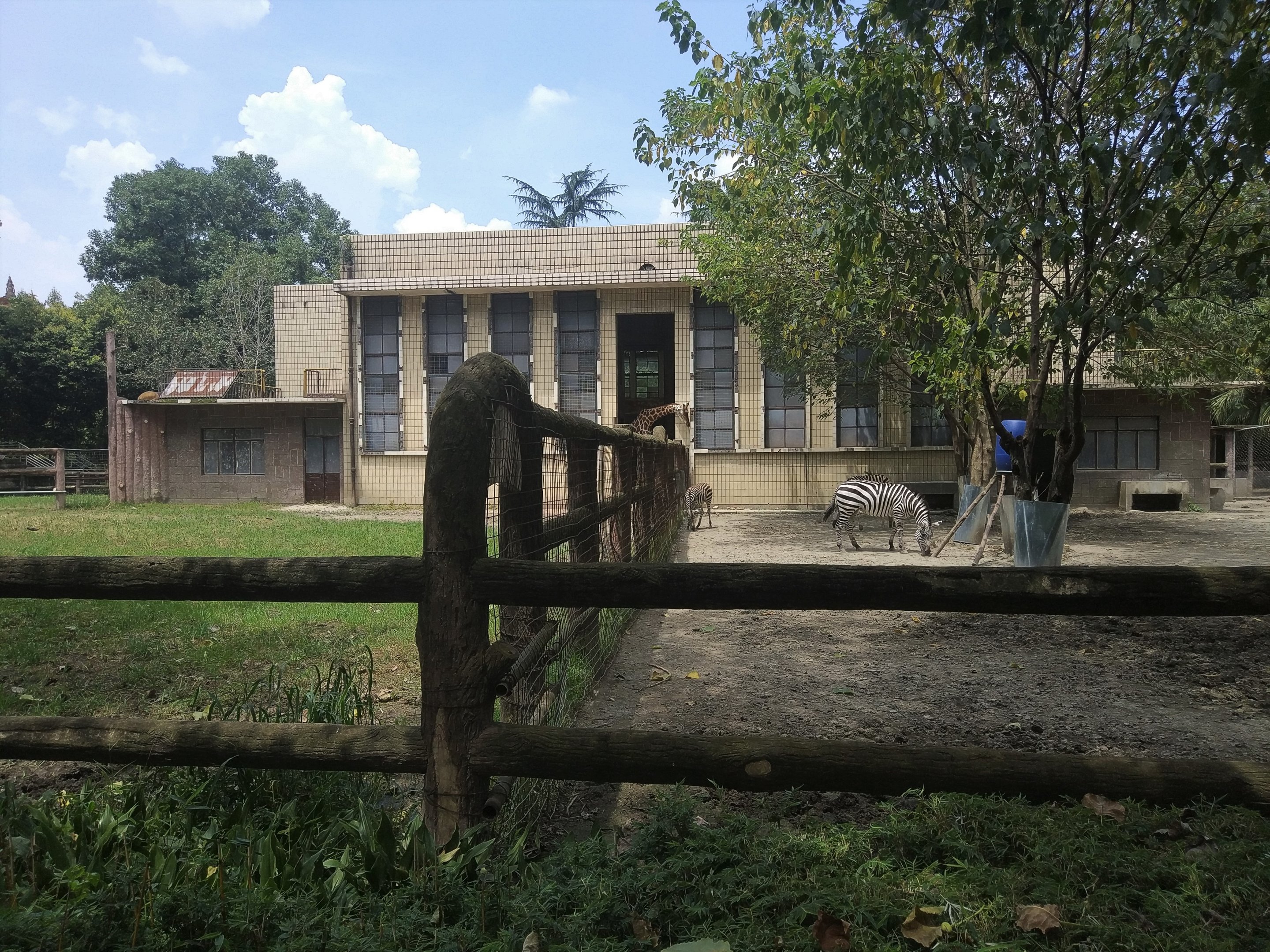 Giraffe and Zebra Exhibits