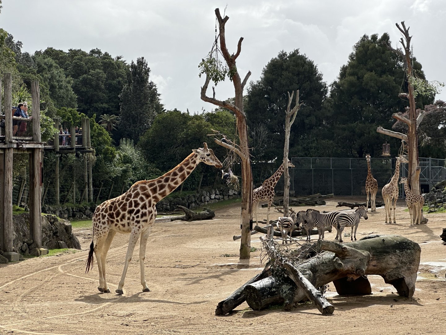 Giraffe and Zebra Herds