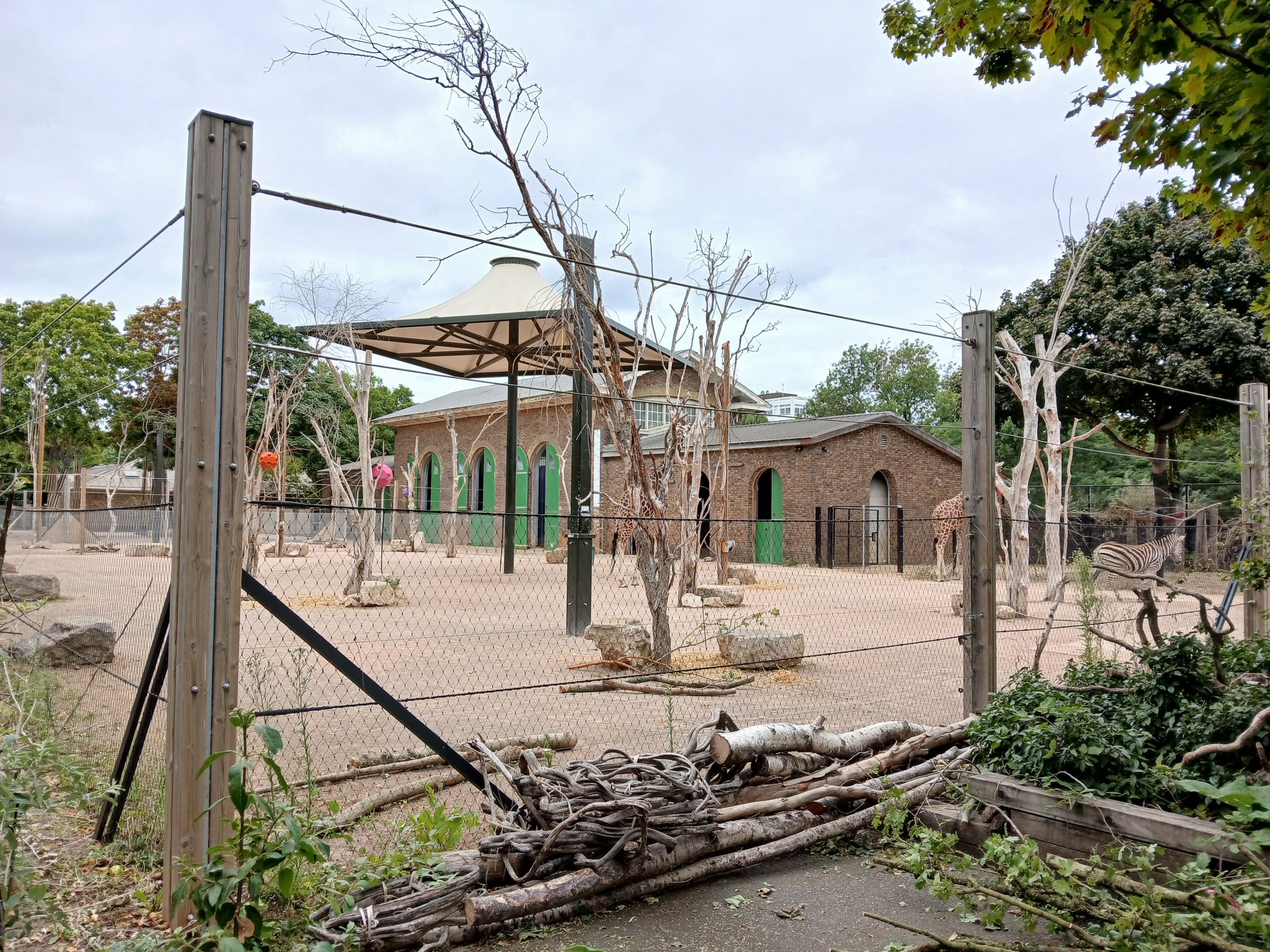 Giraffe and Zebra mix