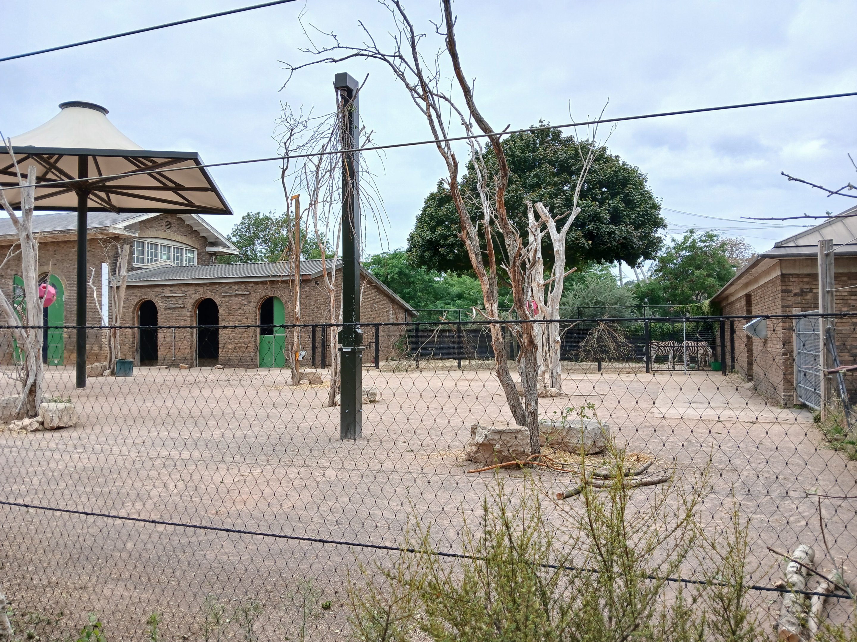 Giraffe and Zebra mix