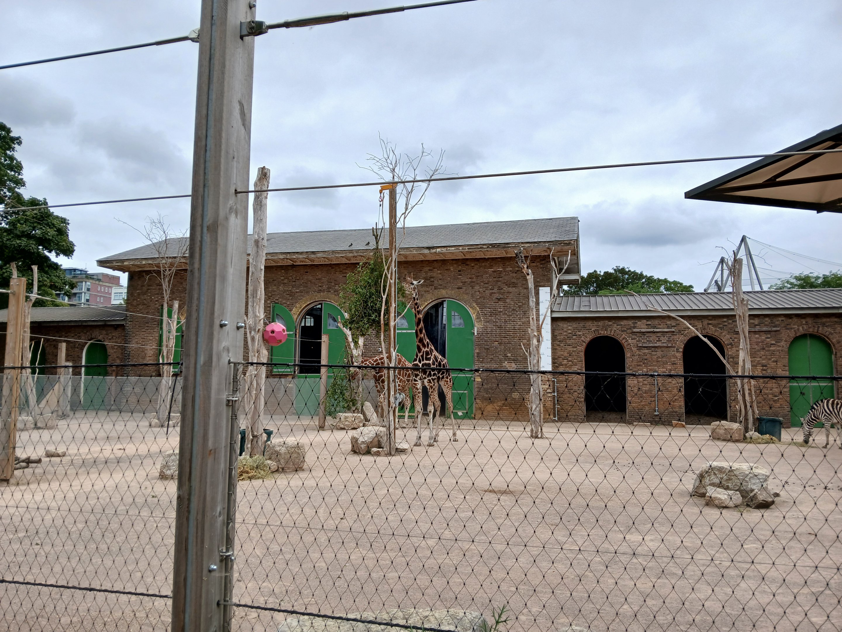 Giraffe and Zebra mix