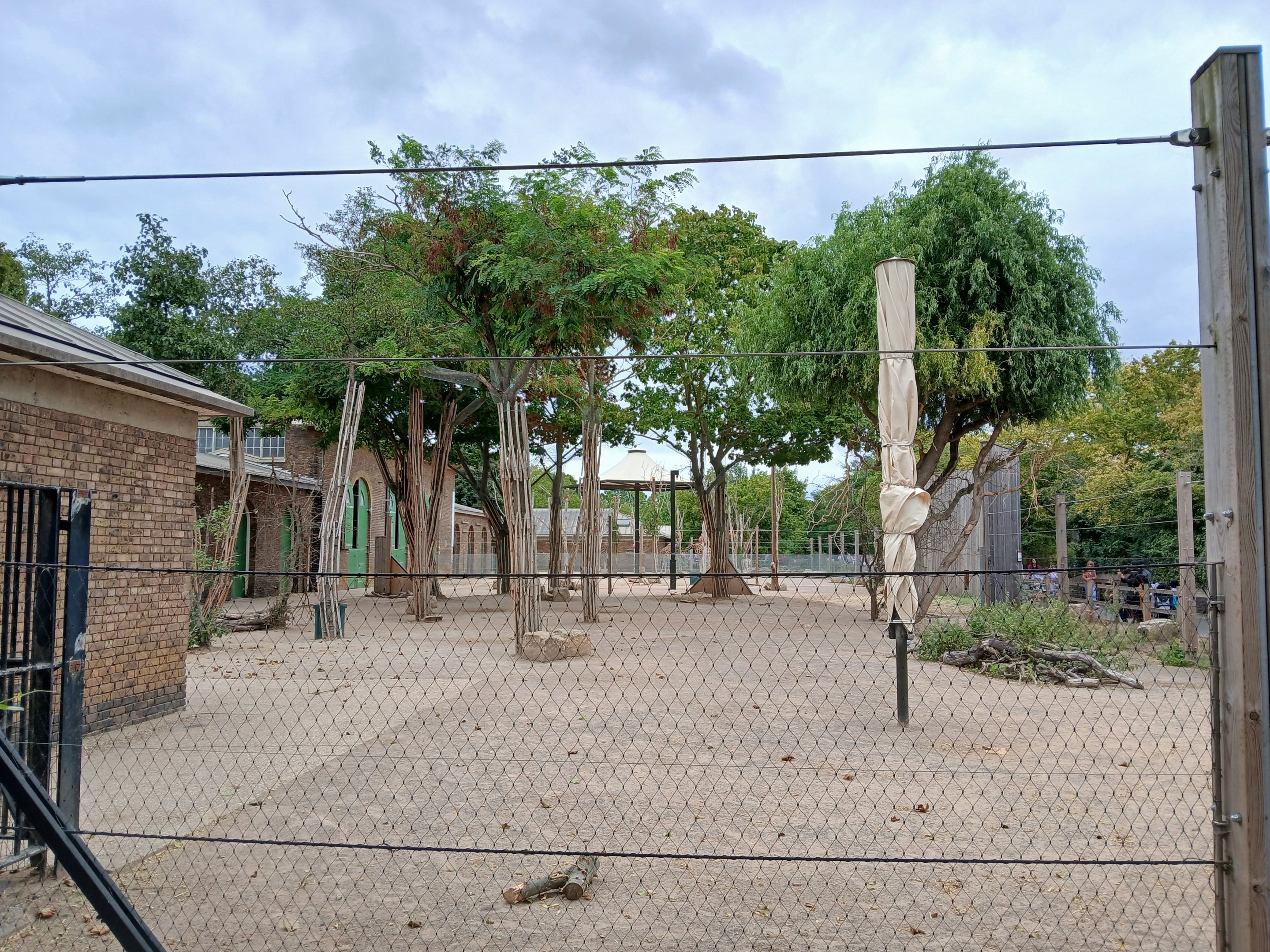 Giraffe and Zebra mix