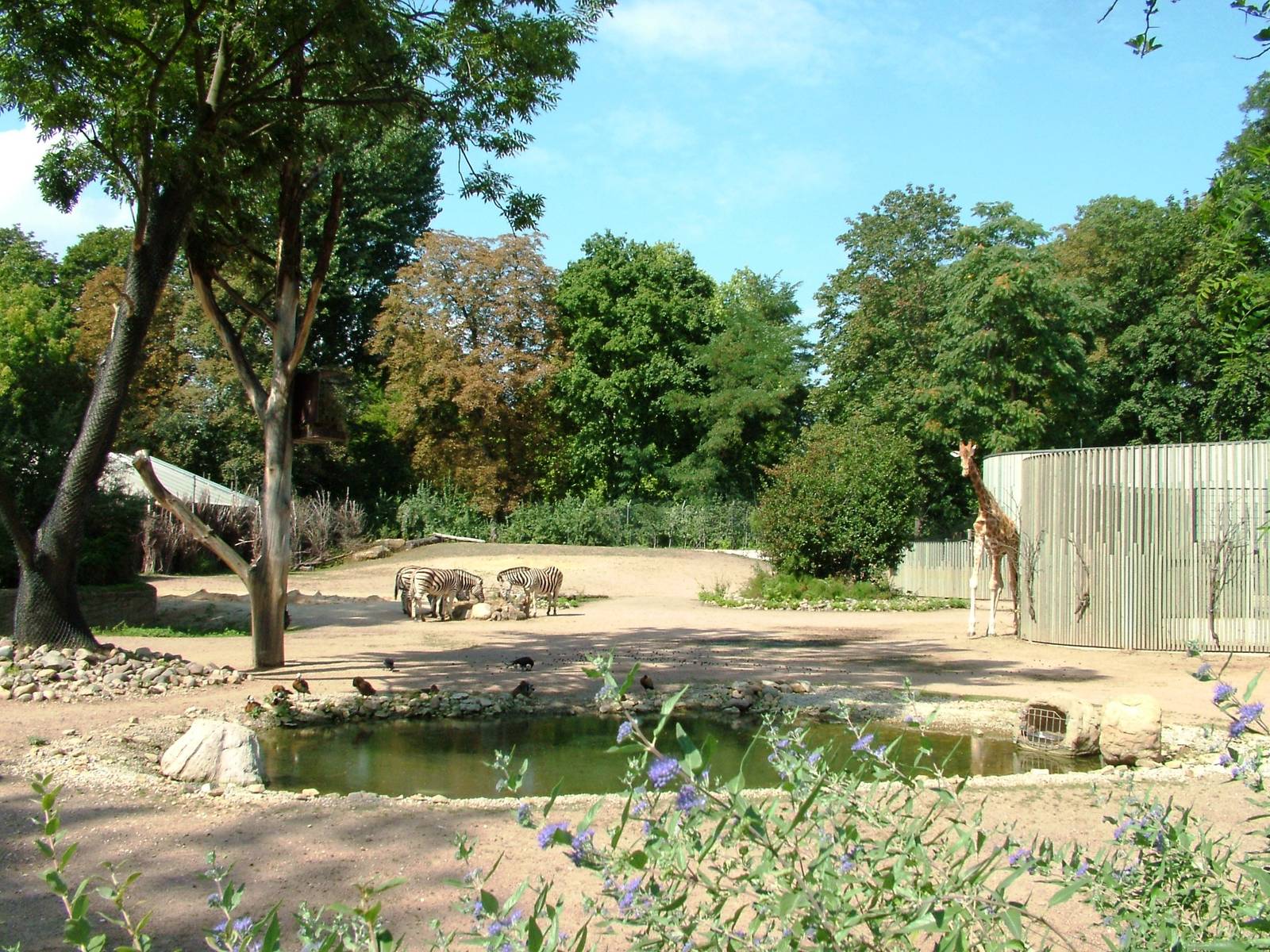 Giraffe and Zebra Paddock at Dresden, 29/08/12