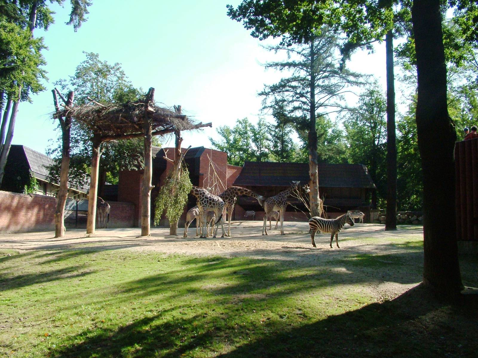 Giraffe and Zebra Paddock at Liberec, 28/08/12