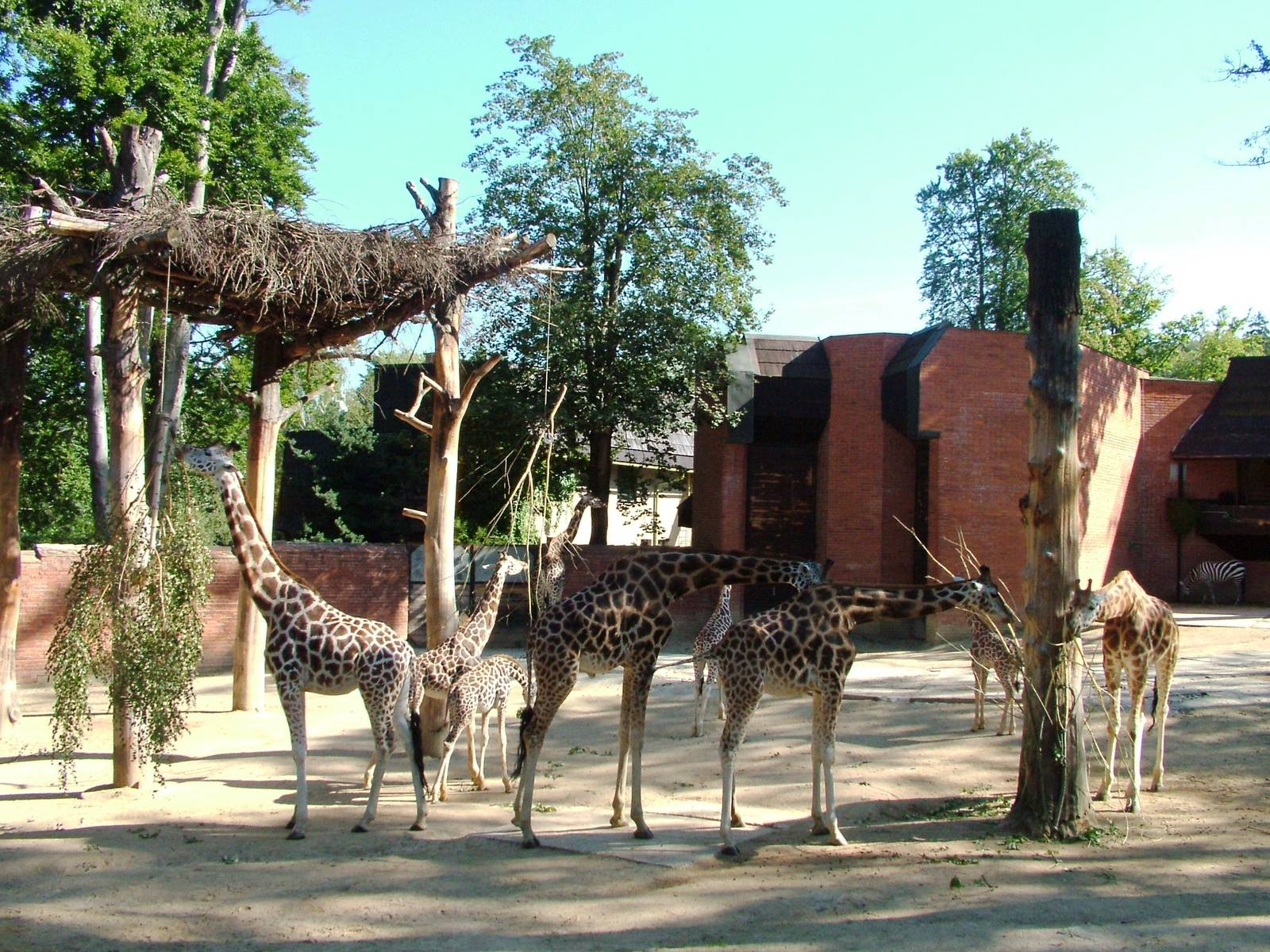 Giraffe and Zebra Paddock at Liberec, 28/08/12