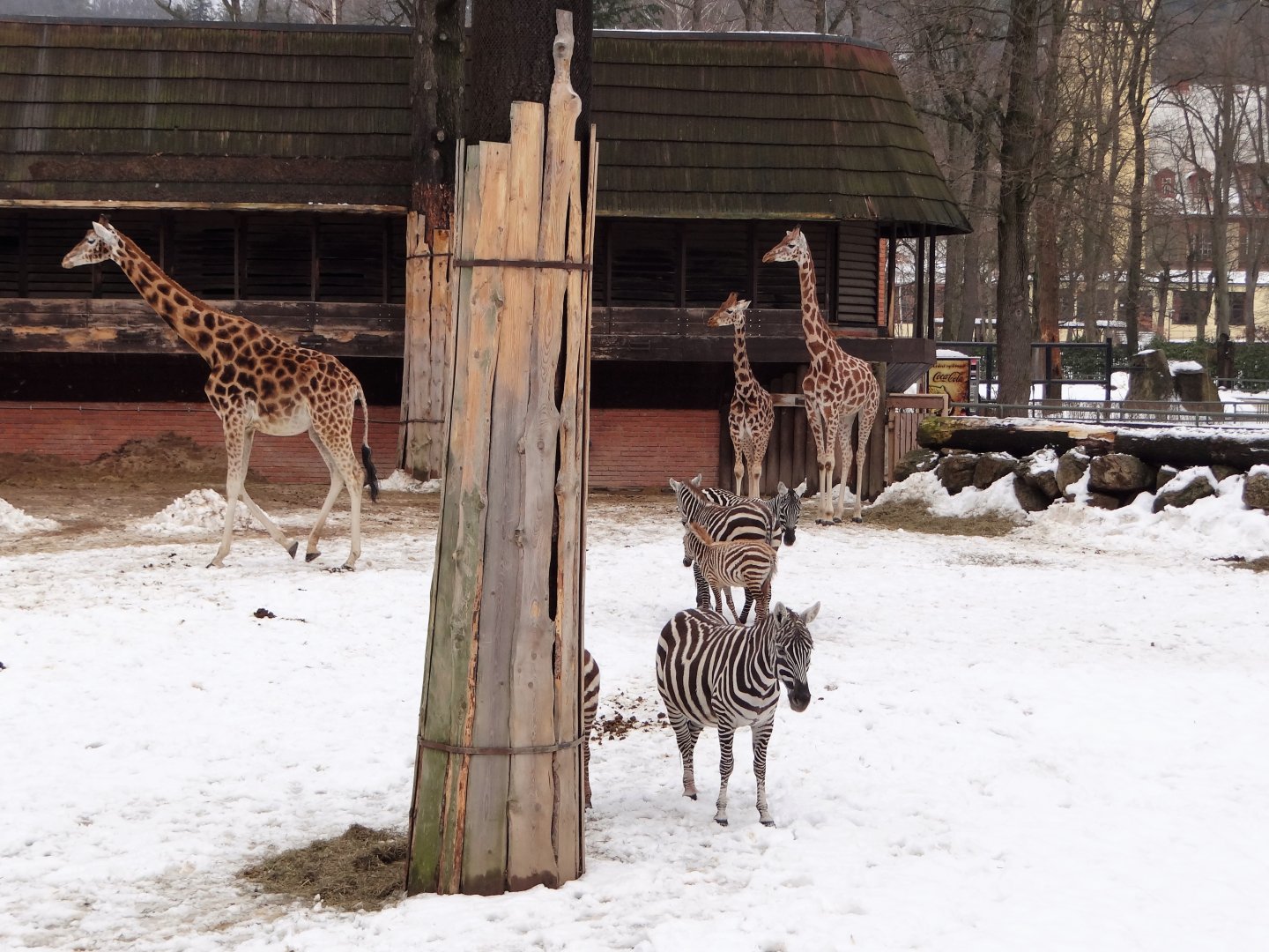 Giraffe and Zebra paddock