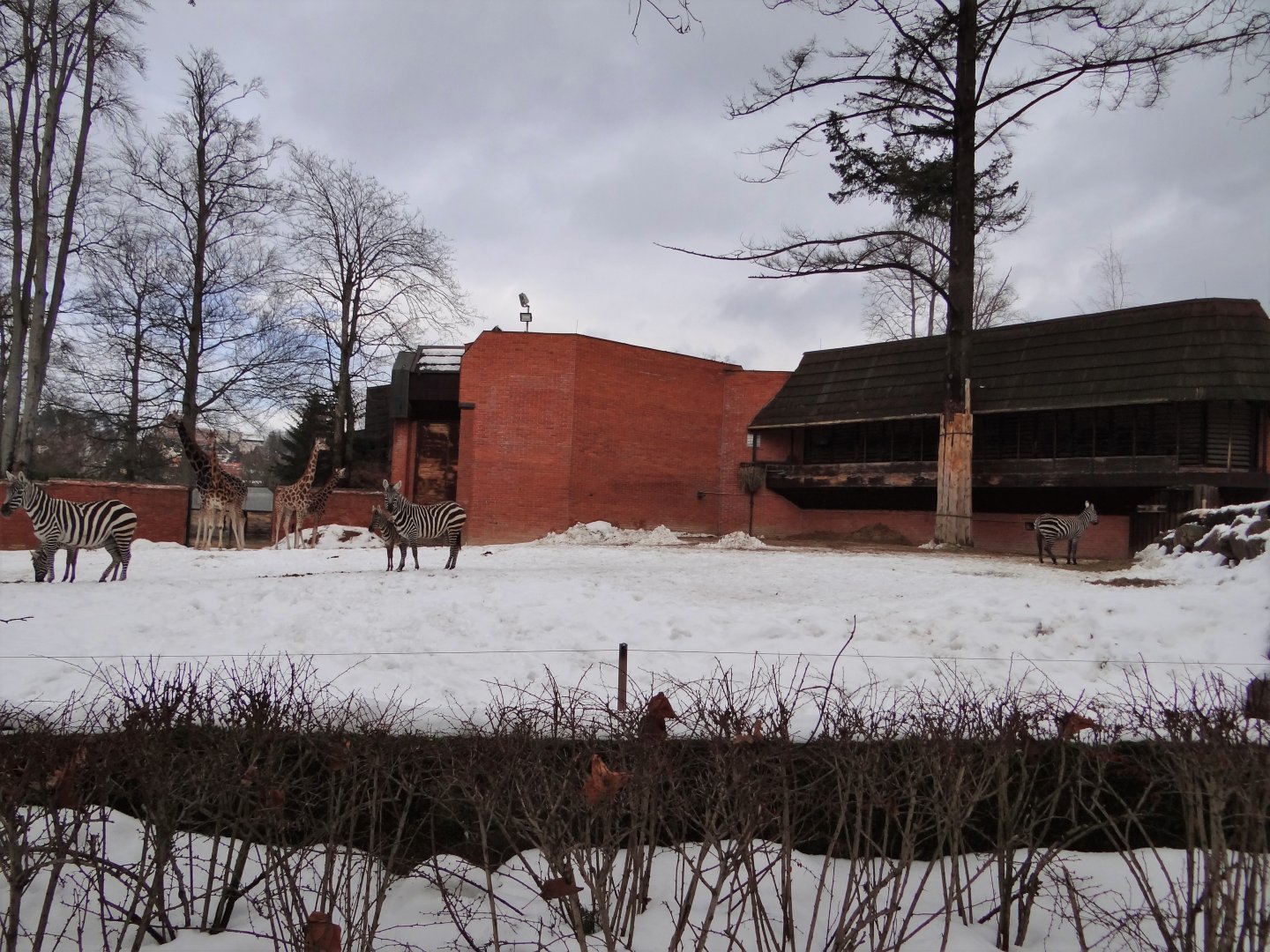 Giraffe and Zebra paddock