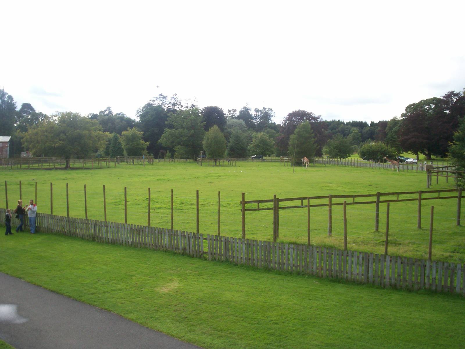 Giraffe and zebra paddock